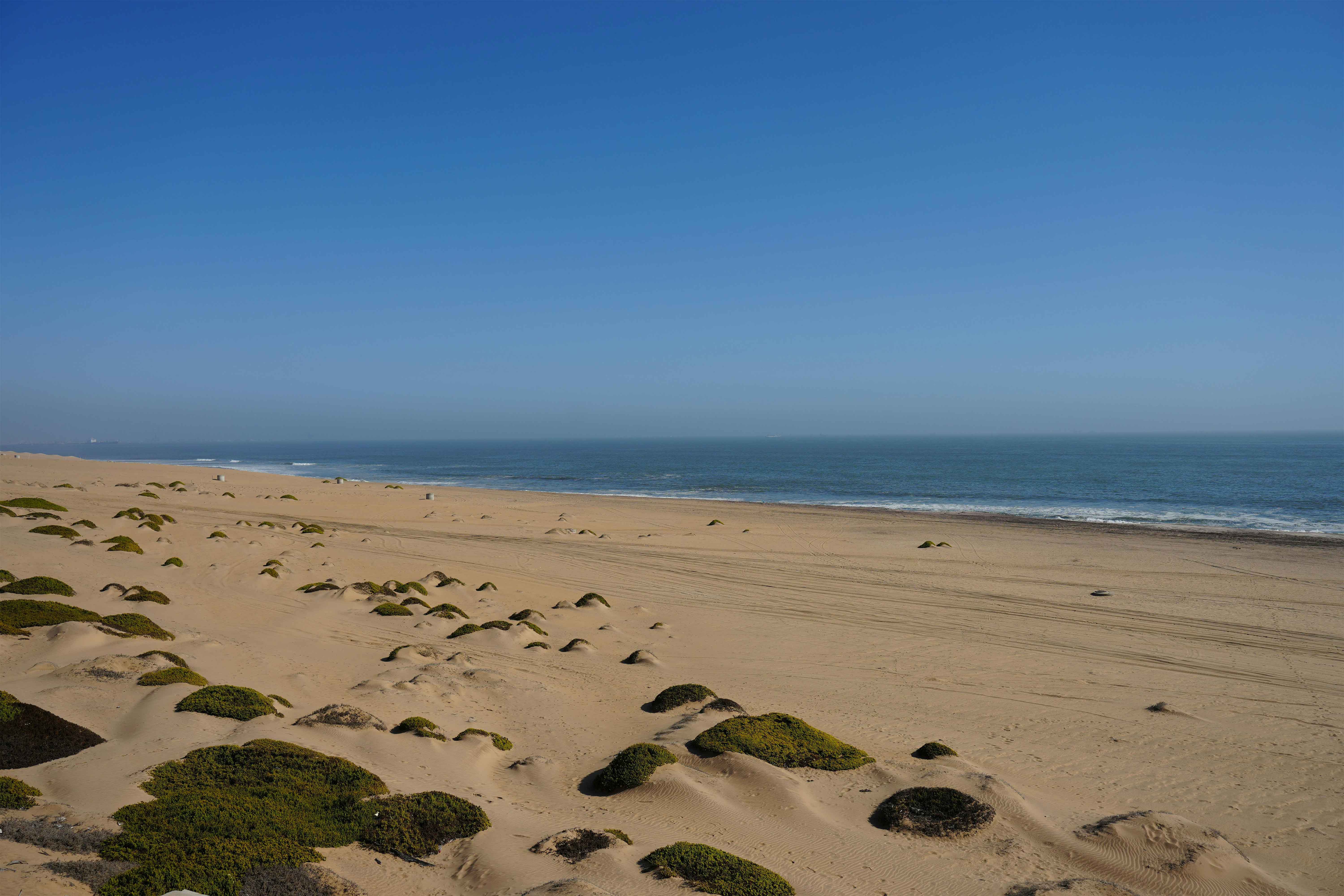 A peaceful sandy beach with scattered vegetation and a blue ocean horizon