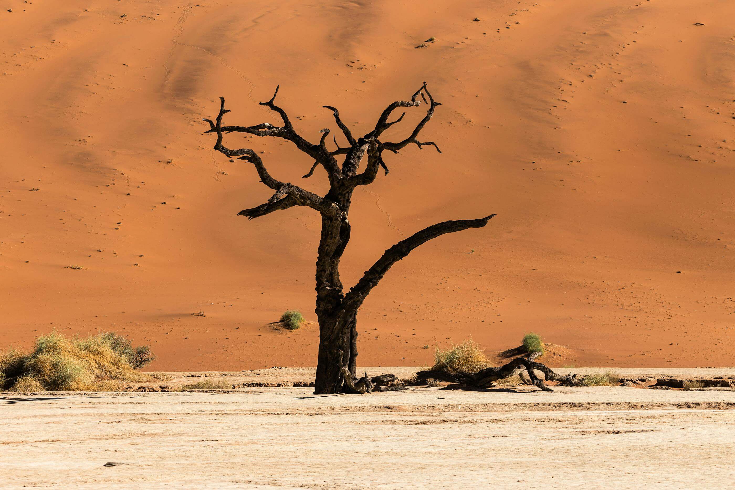 A barren tree stands against the orange dunes of Namibia Deadvlei desert at sunrise