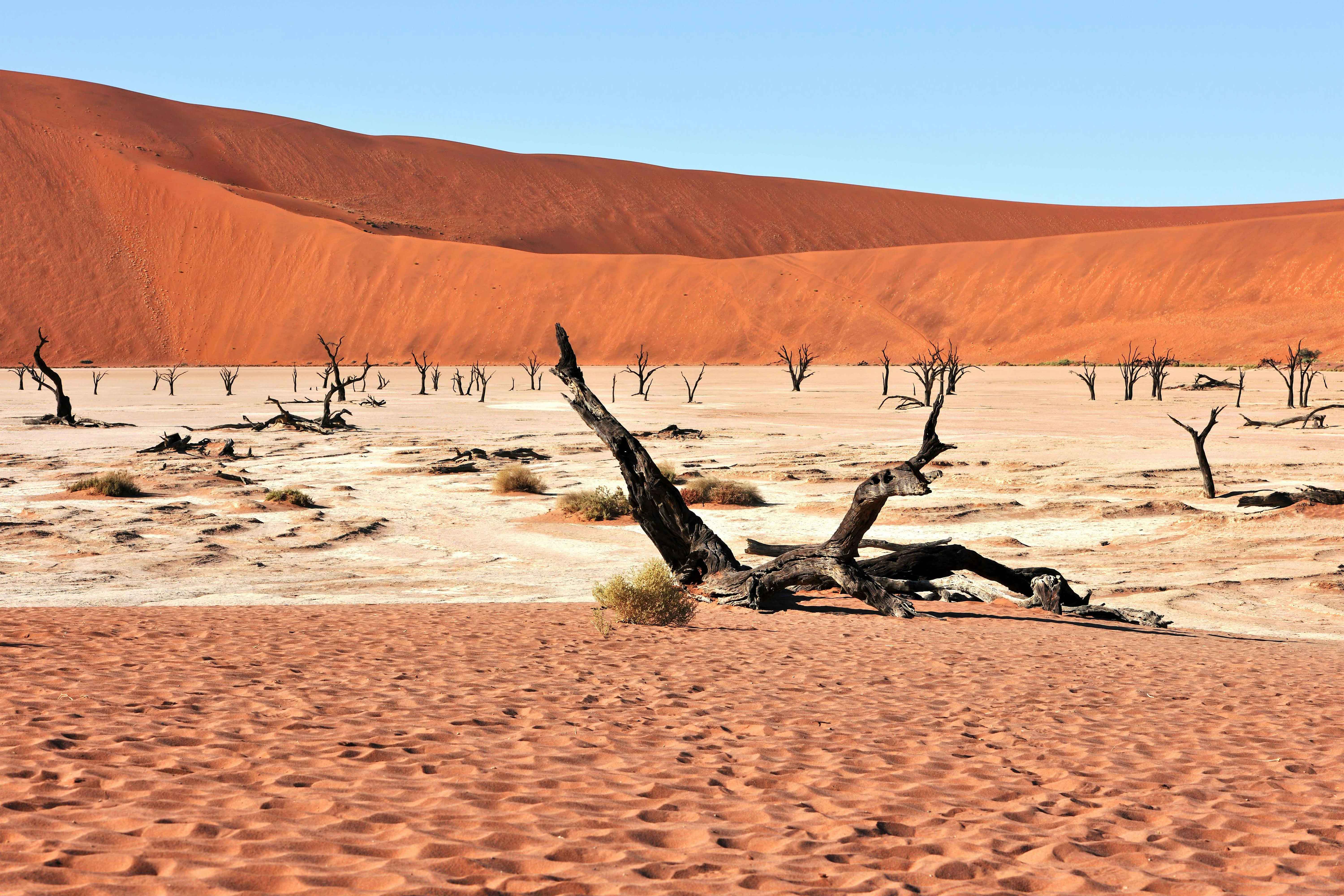 Windswept dunes and stark dead trees create a stunning landscape in Sossusvlei, Namibia