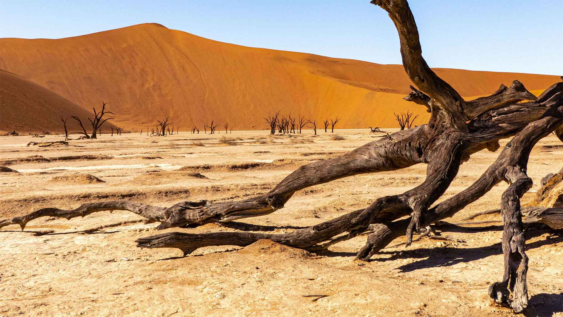 A striking view of a desert with sand dunes and dried tree trunks under clear blue skies