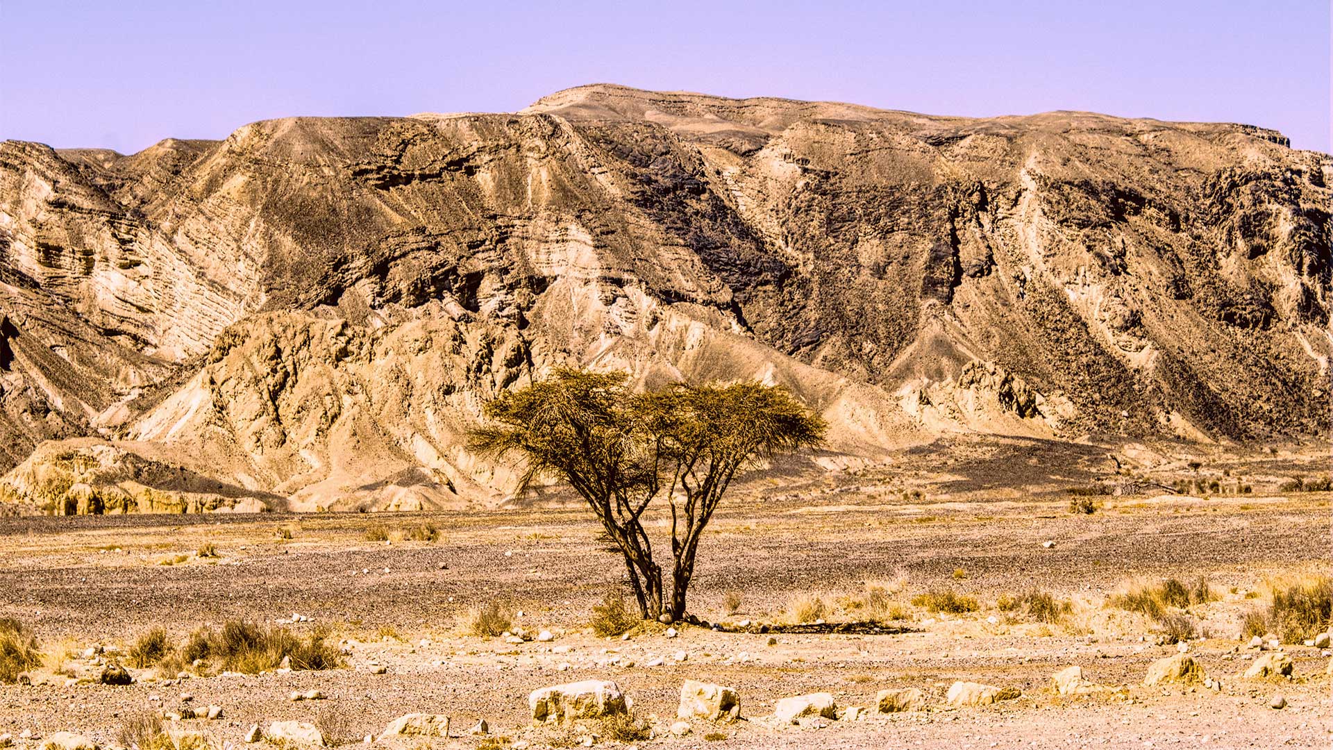 Scenic desert landscape with a lone acacia tree under a clear blue sky