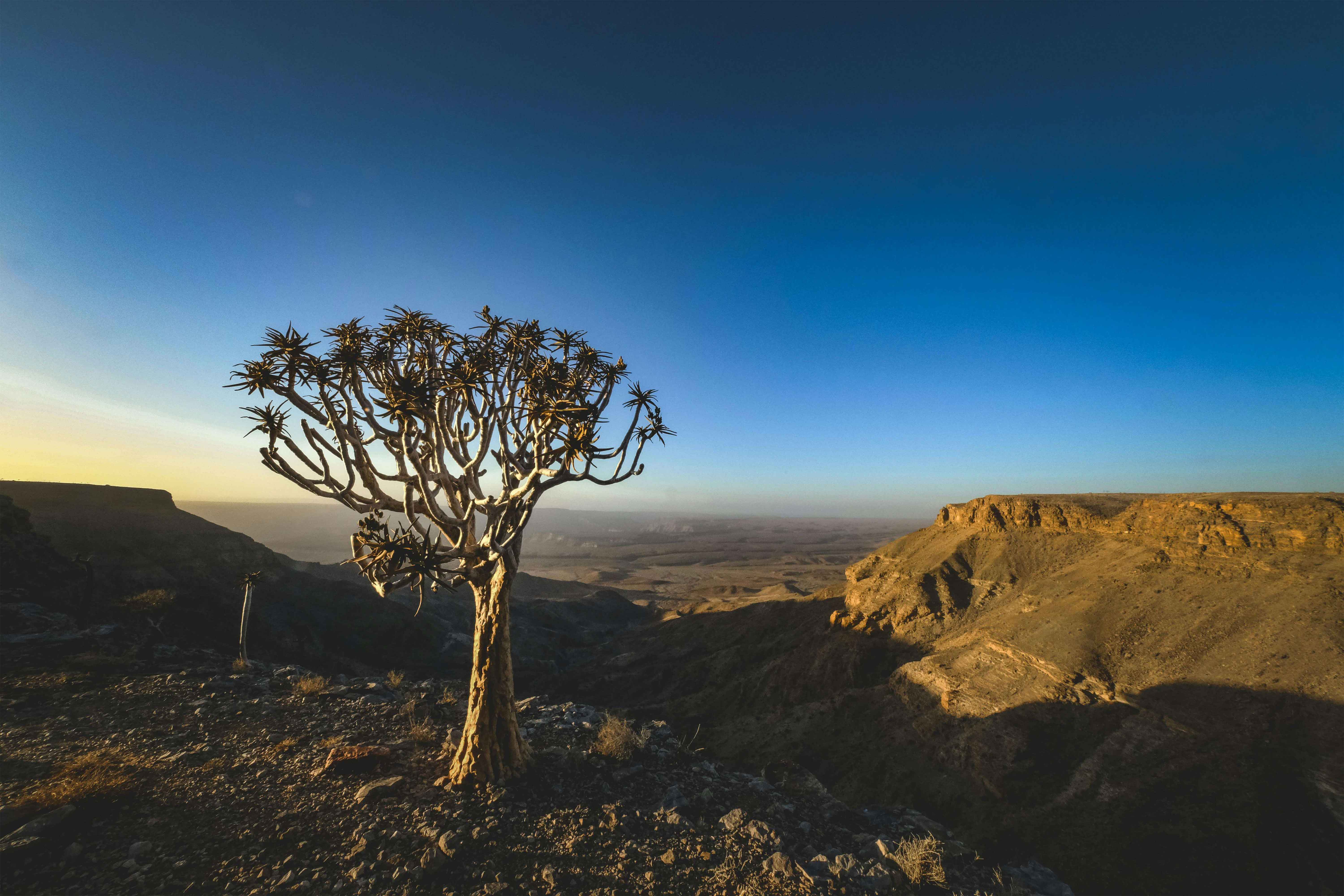 Beautiful Quiver Tree against the backdrop of Namibia Fish River Canyon under a clear blue sky