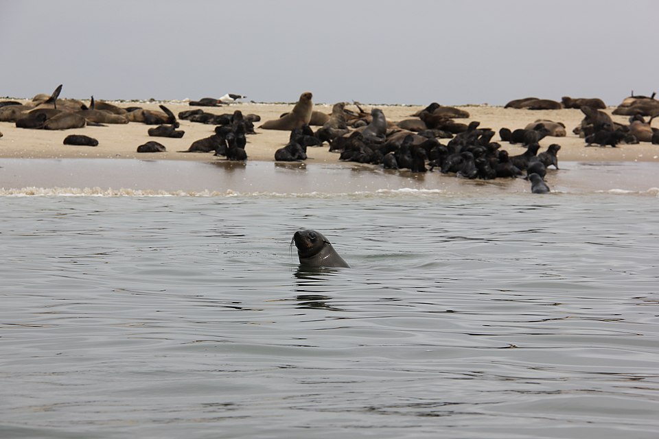 Pelican Point seals in the water