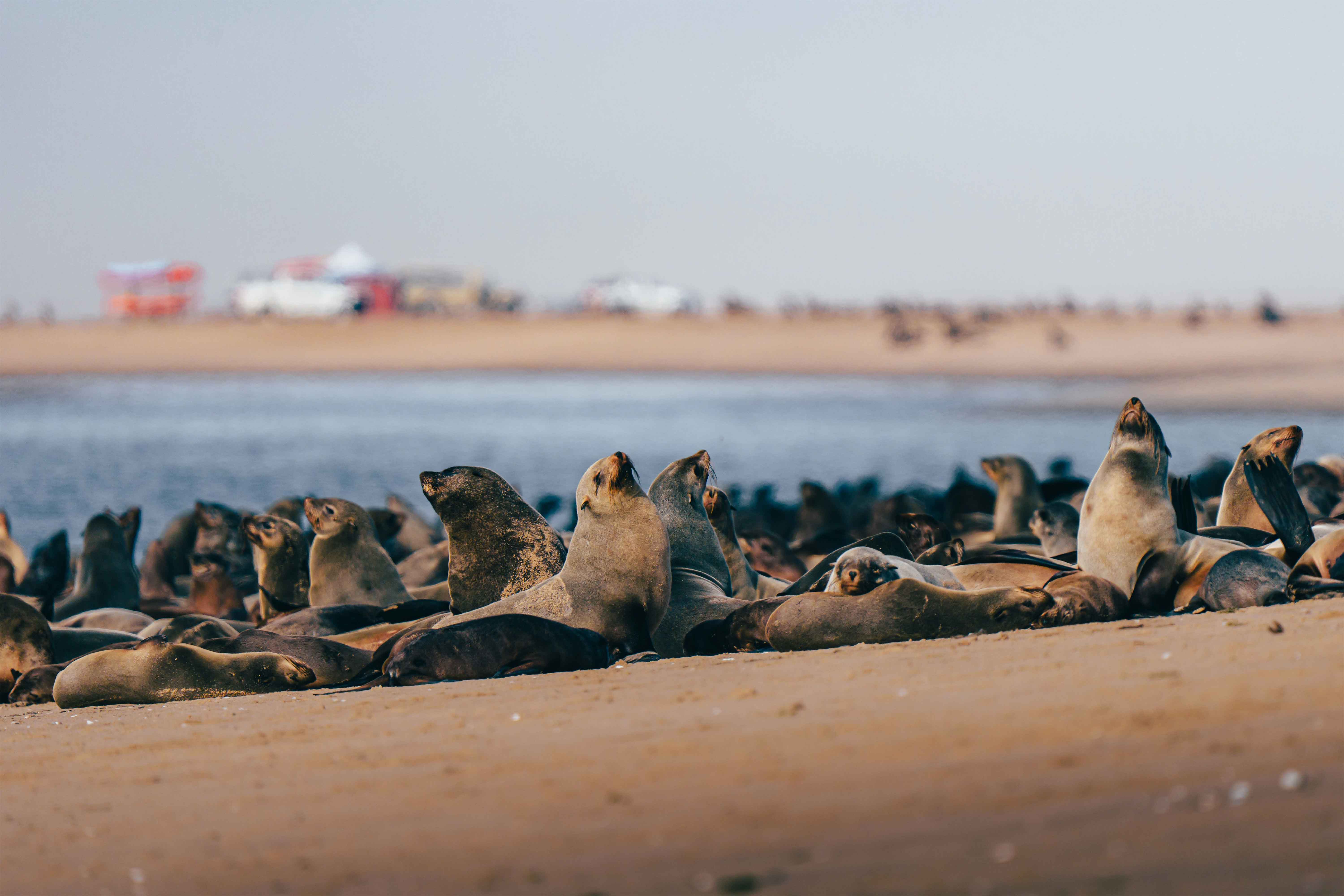 Cape Cross seal colony with thousands of seals