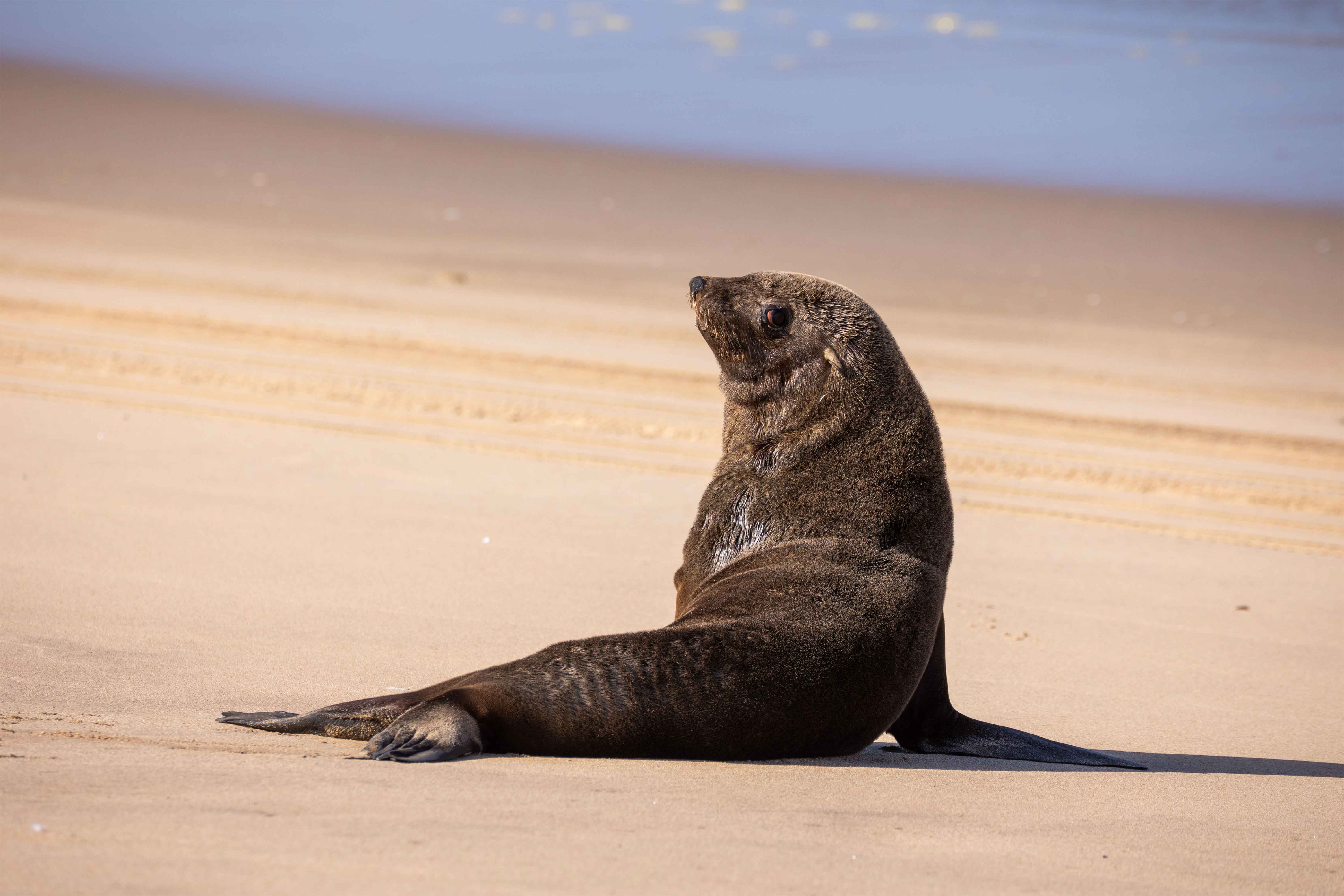 Cape fur seals at Cape Cross