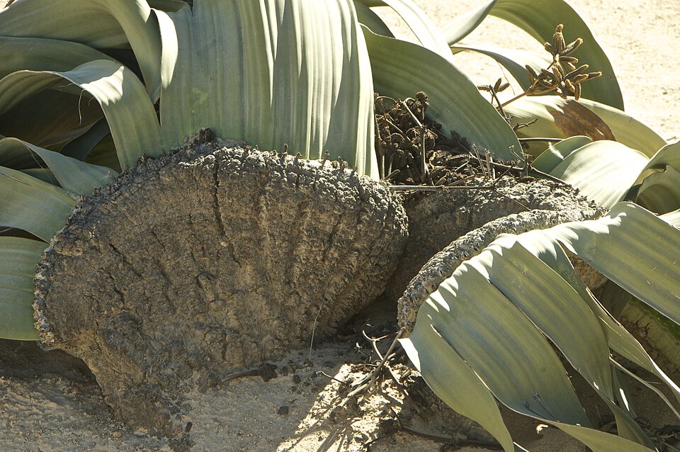 Ancient Welwitschia mirabilis plant in the desert