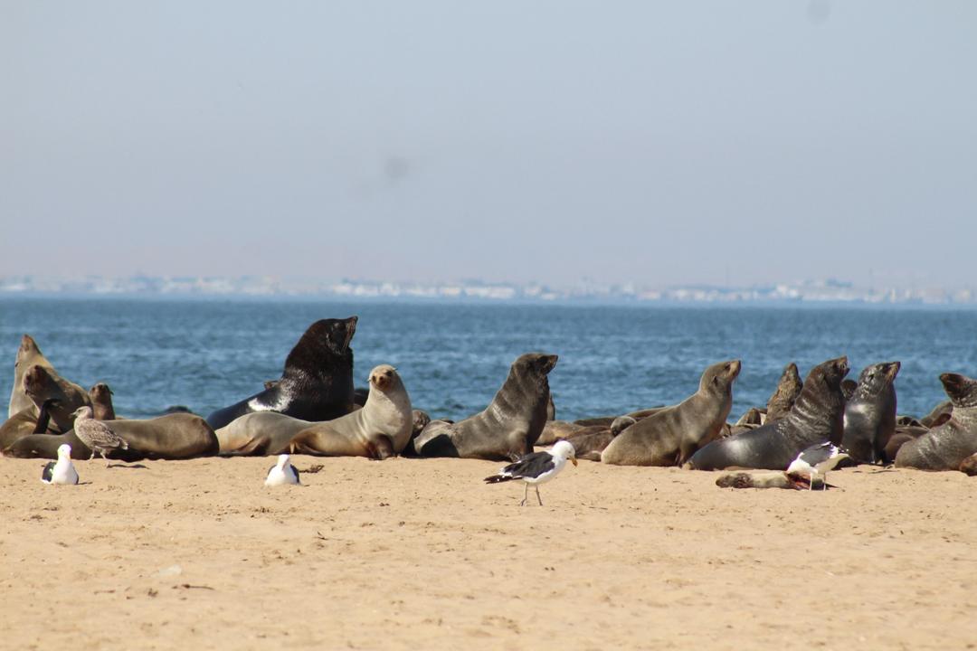 Pelican Point seal colony and lighthouse
