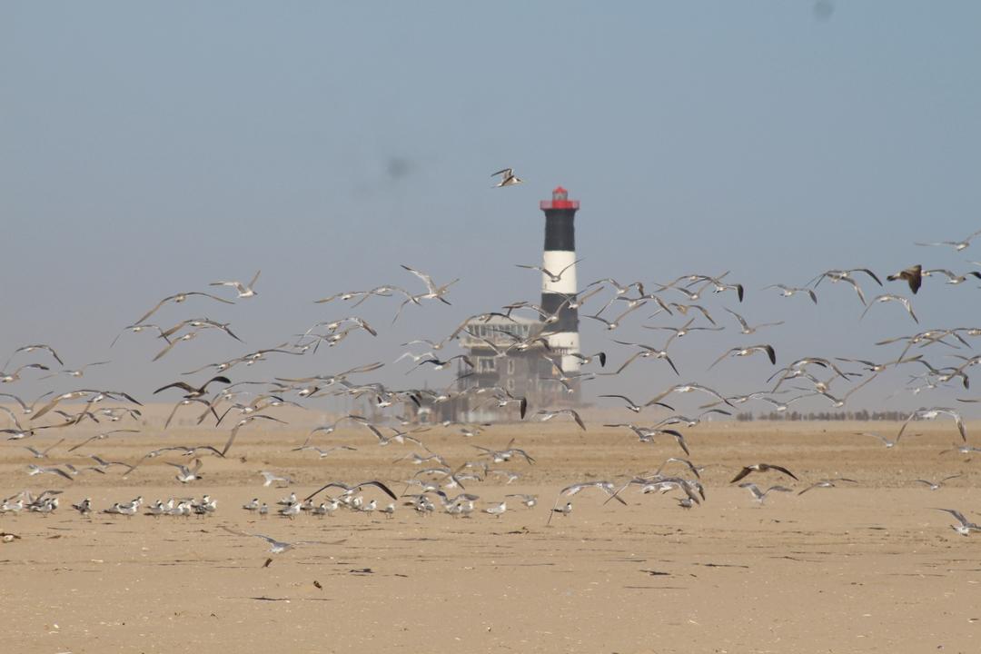 Pelican Point lighthouse and coastline