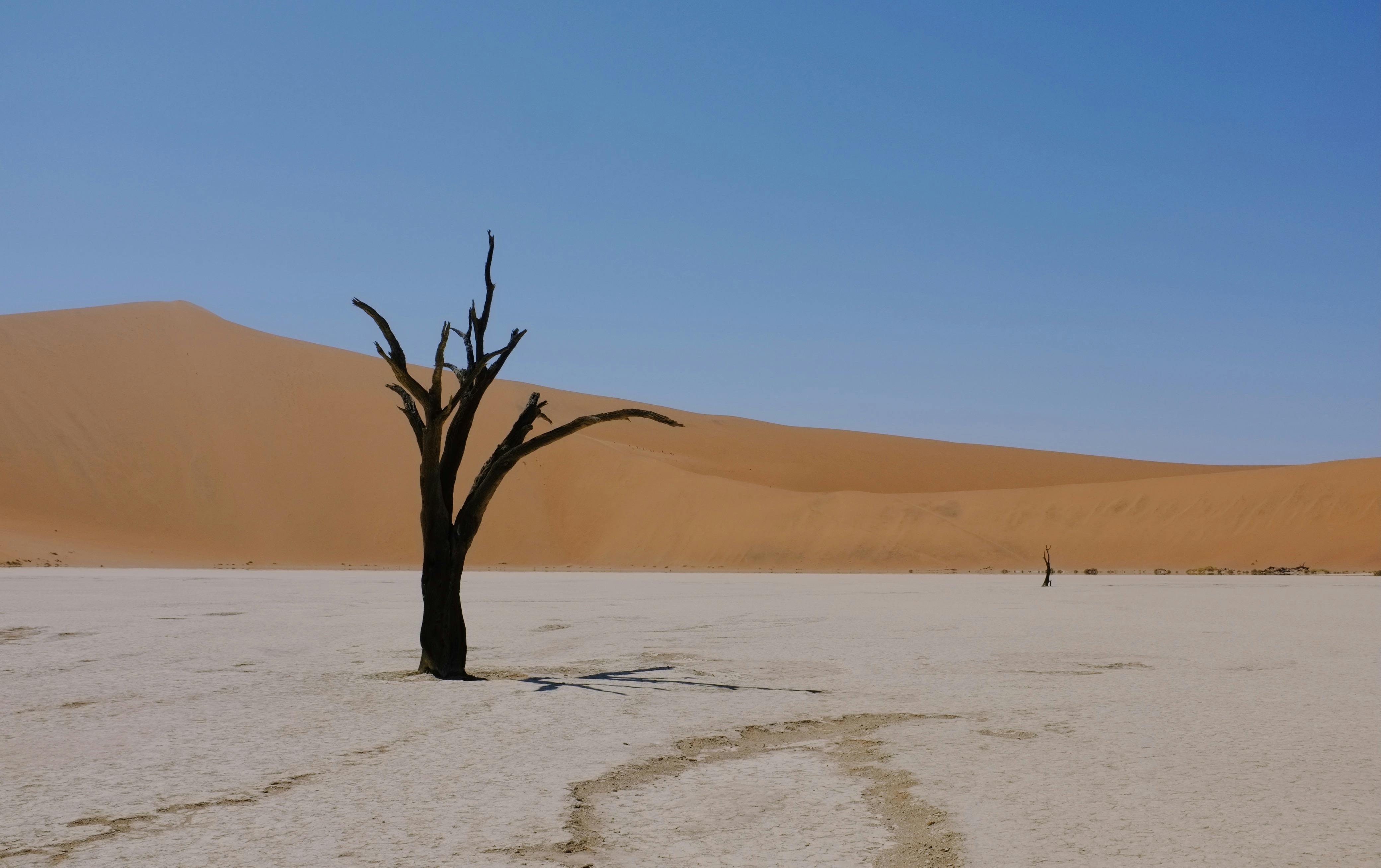 Deadvlei dead trees against red sand dunes