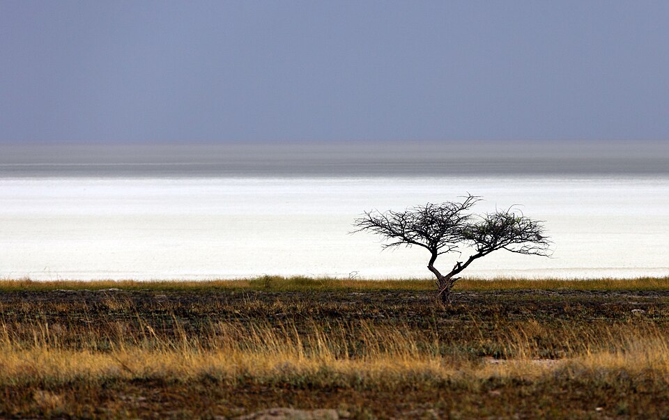 Etosha National Park wildlife