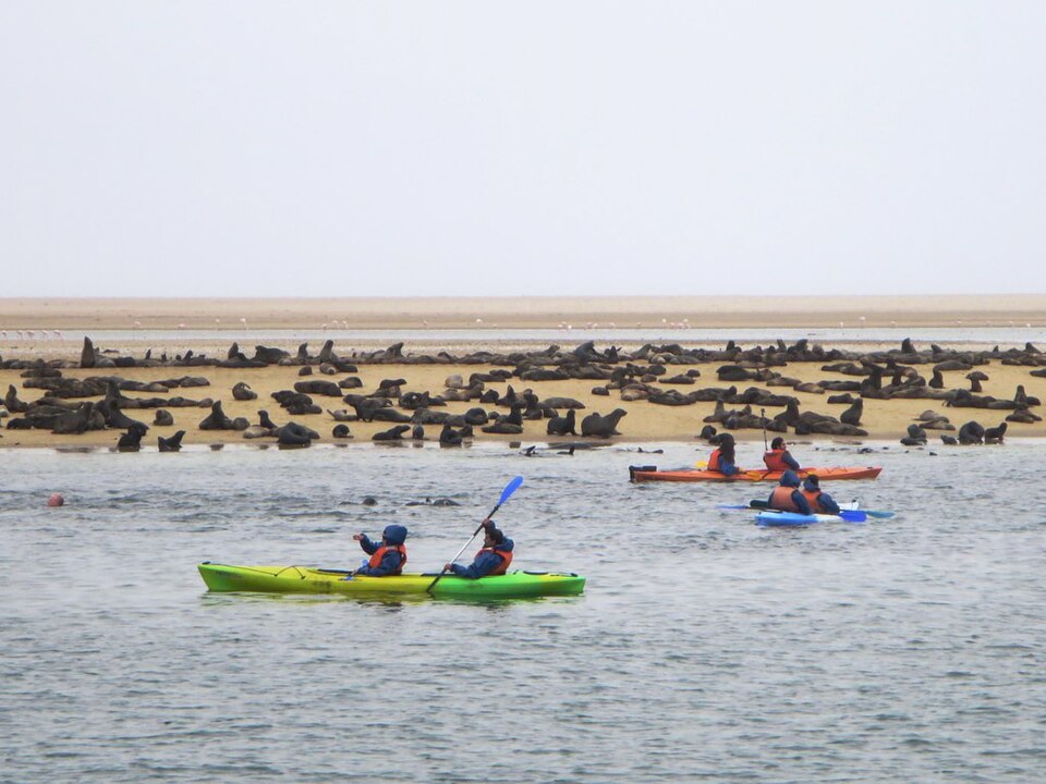 Kayaking with seals in Walvis Bay lagoon