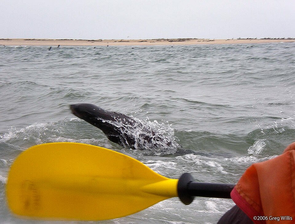Kayaking group with seals in Walvis Bay