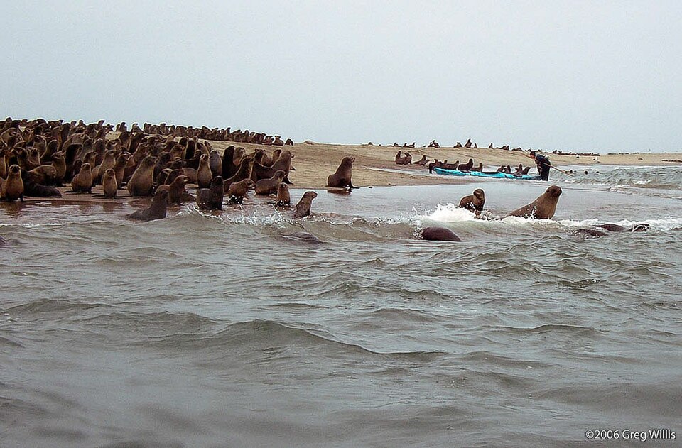 Pelican and seal kayaking encounter in Walvis Bay