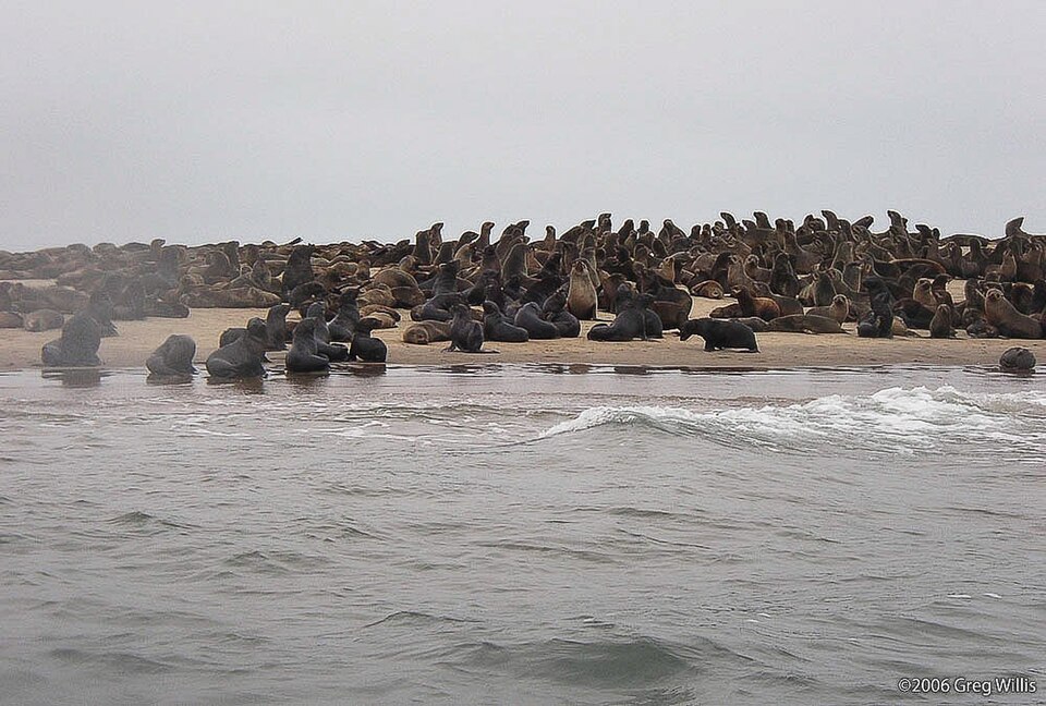 Walvis Bay kayaking adventure with seals