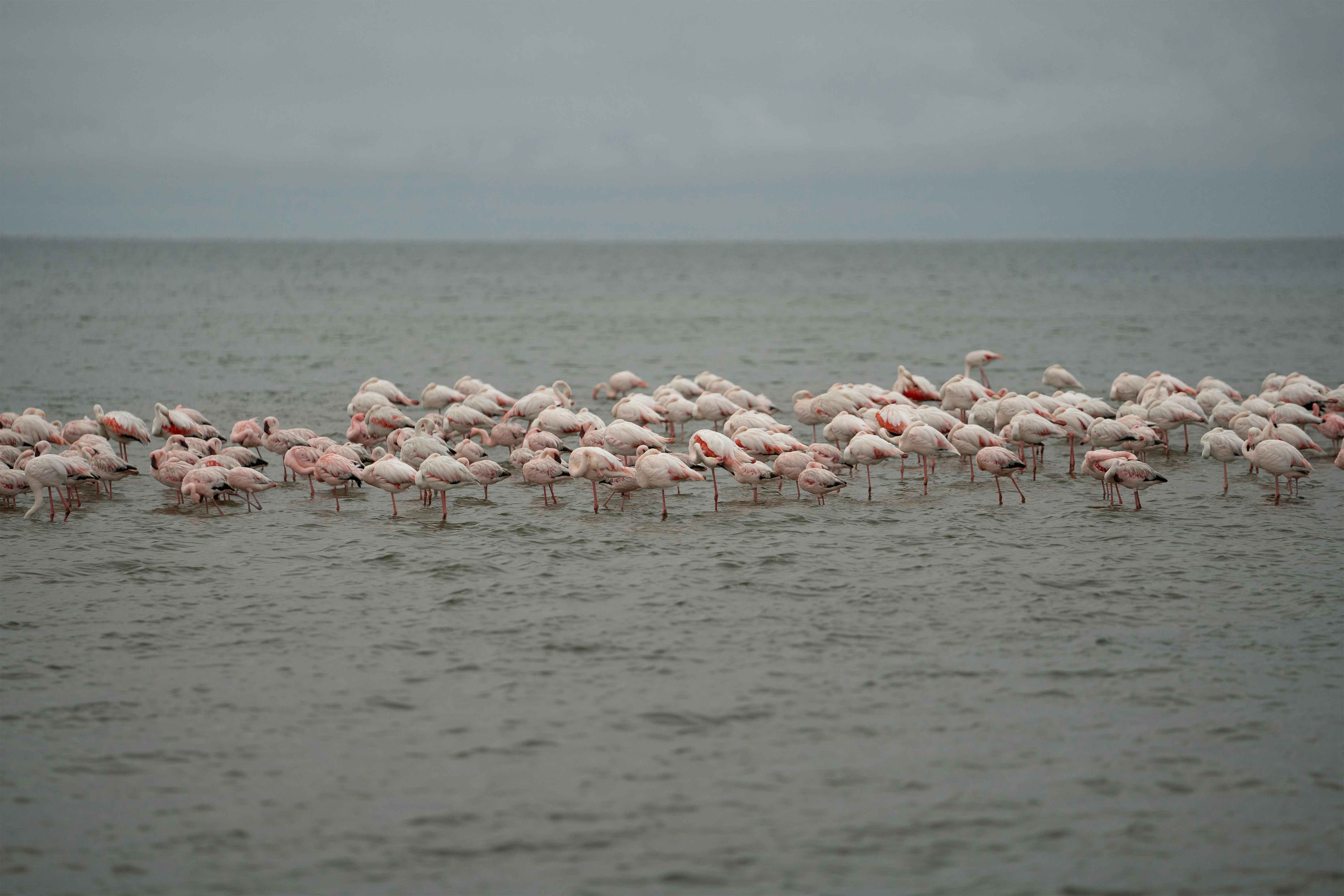 Walvis Bay lagoon with flamingos