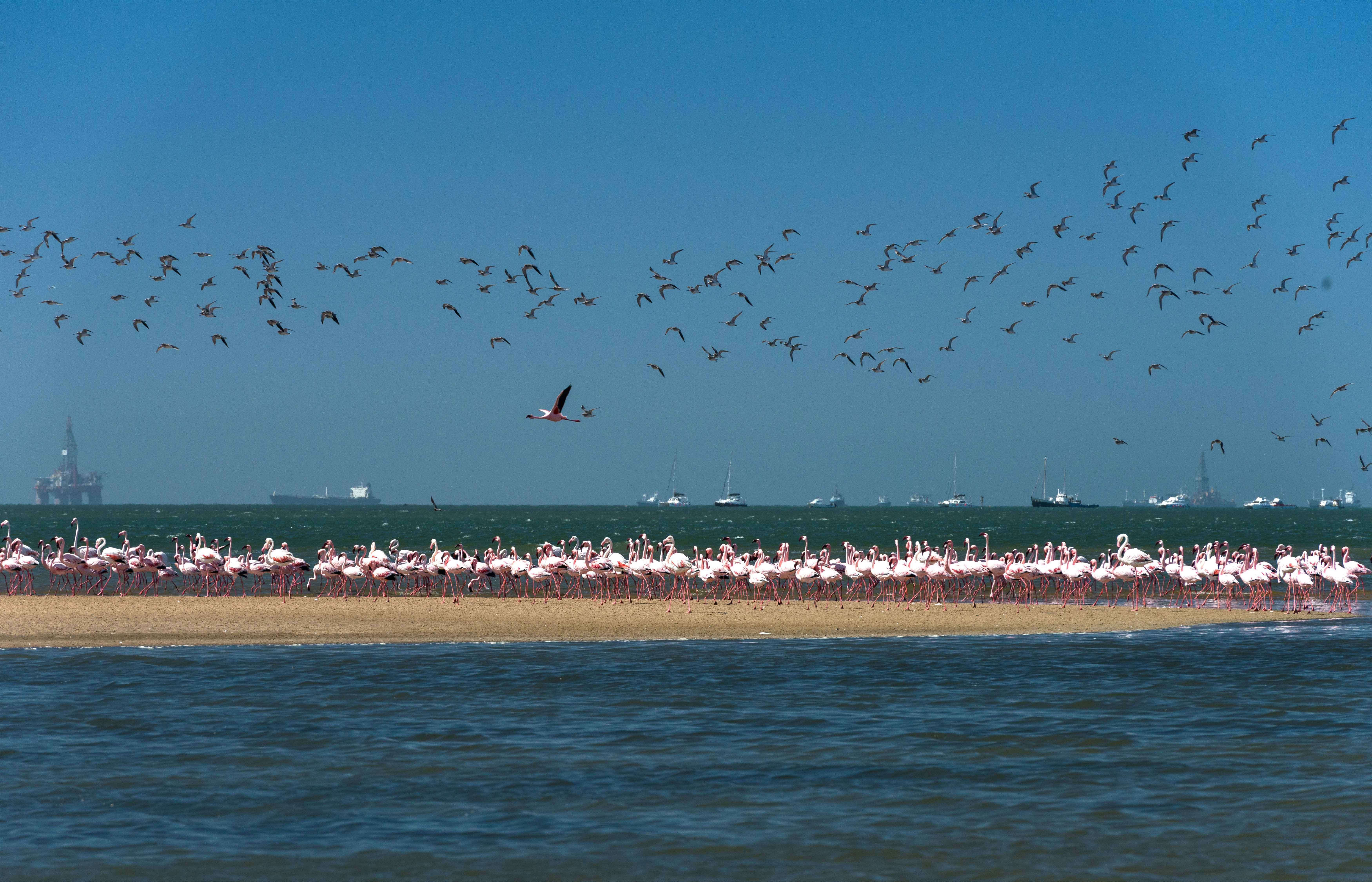 Flamingos in Walvis Bay