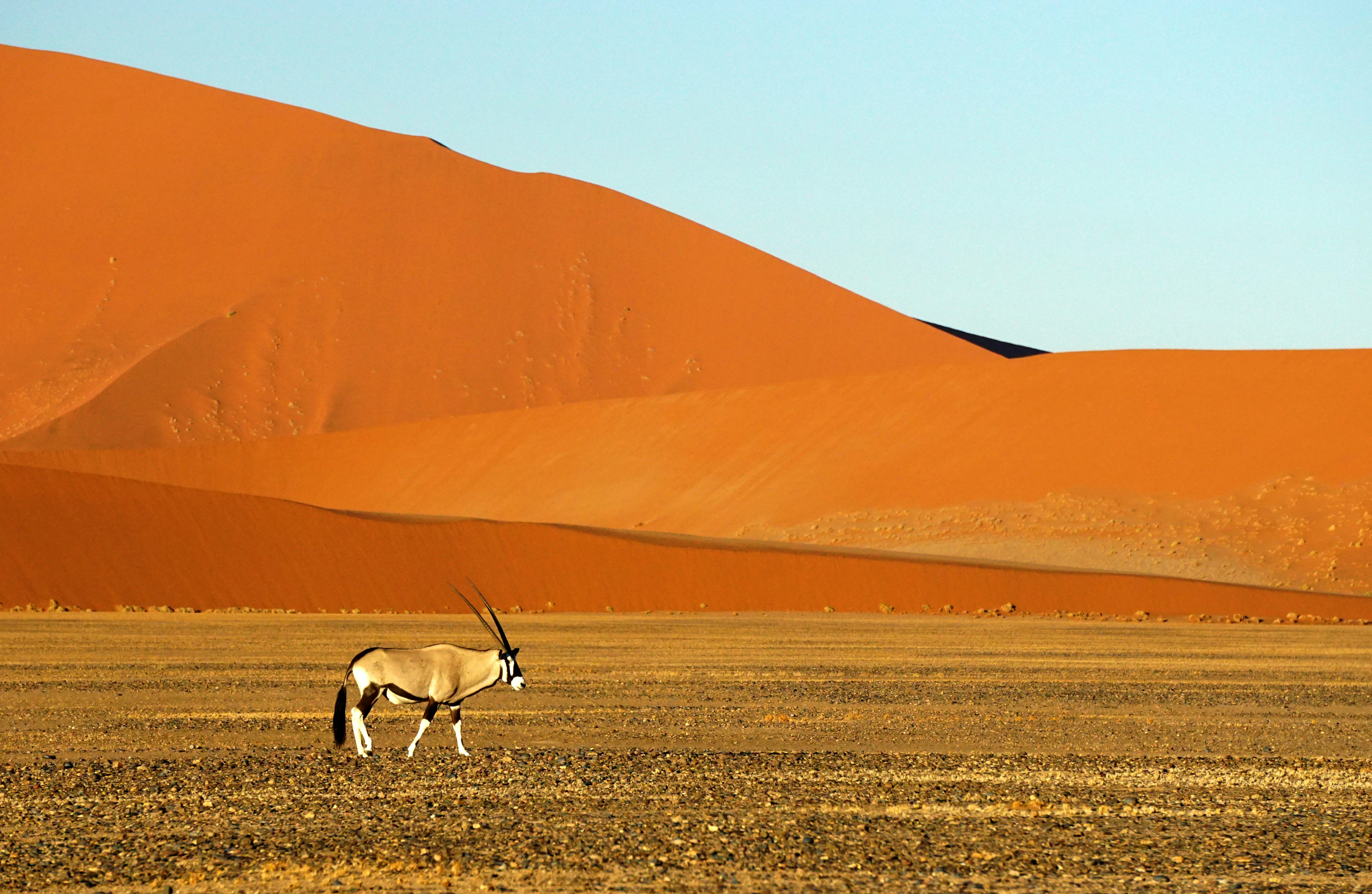 On the drive from the Namib-Naukluft Reserve entrance to Deadvlei we encountered this lone Oryx