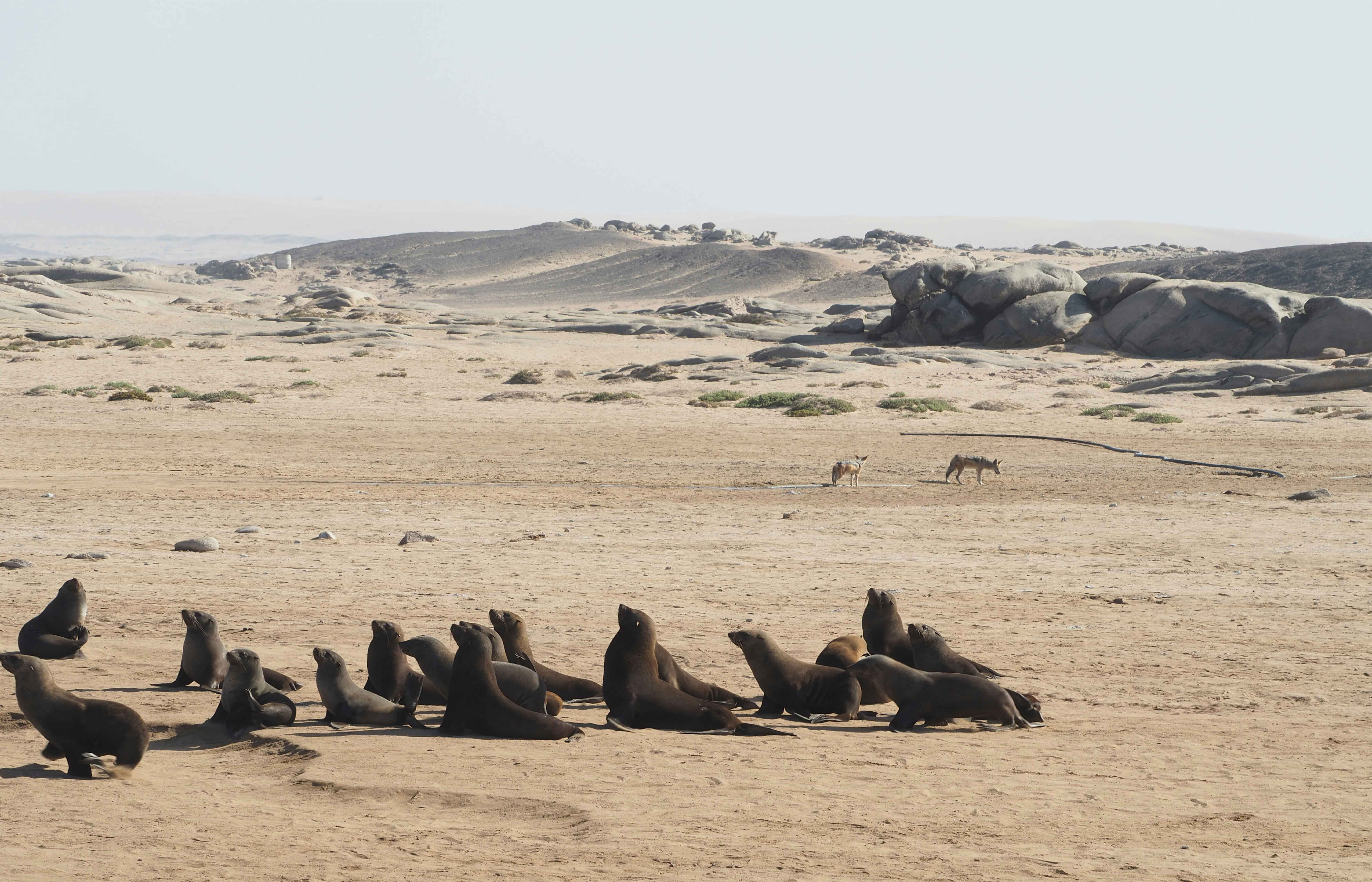 Skeleton Coast, Namibia