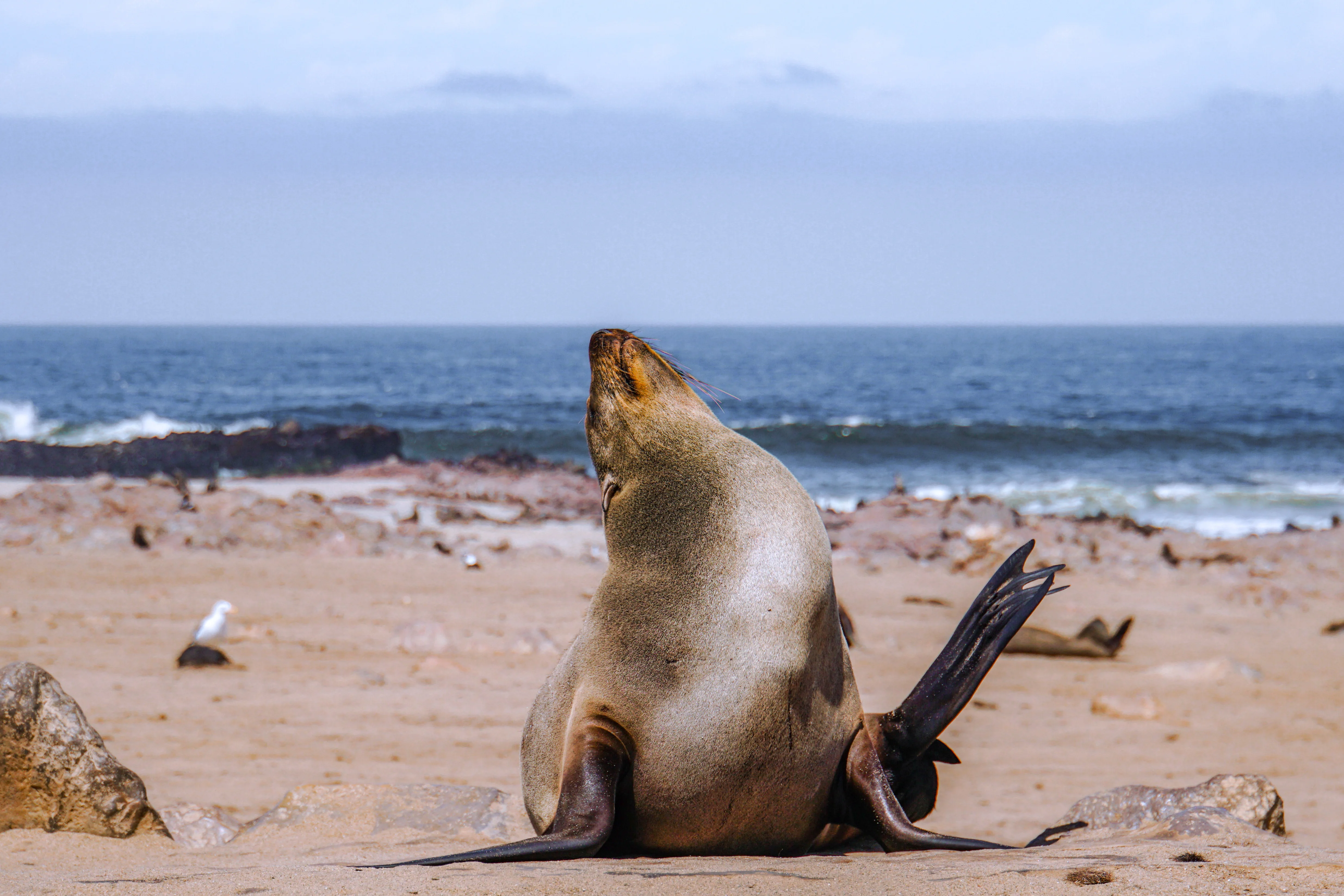 A serene seal enjoys the beach along the Namibian coastline