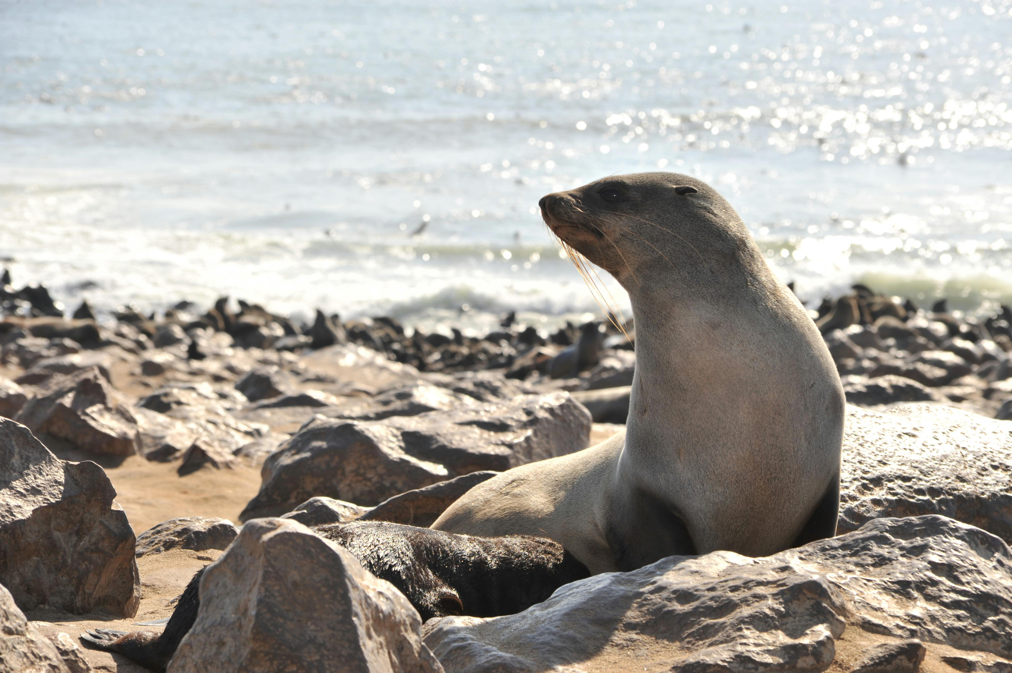 A seal relaxes on the rocky shore with the sea in the background under bright daylight