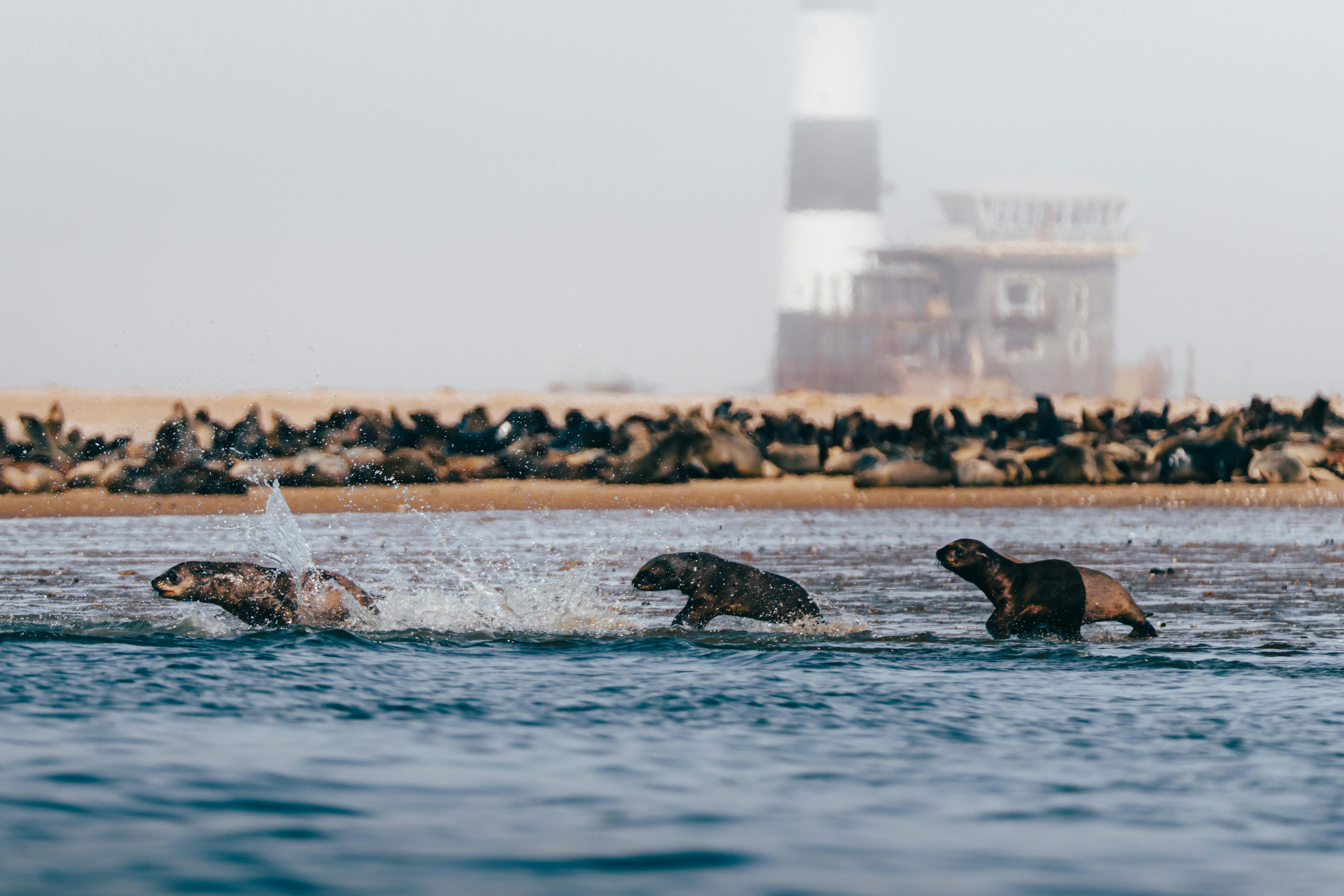 Cape Fur Seals splashing in the waters of Otto Island with a lighthouse in the background