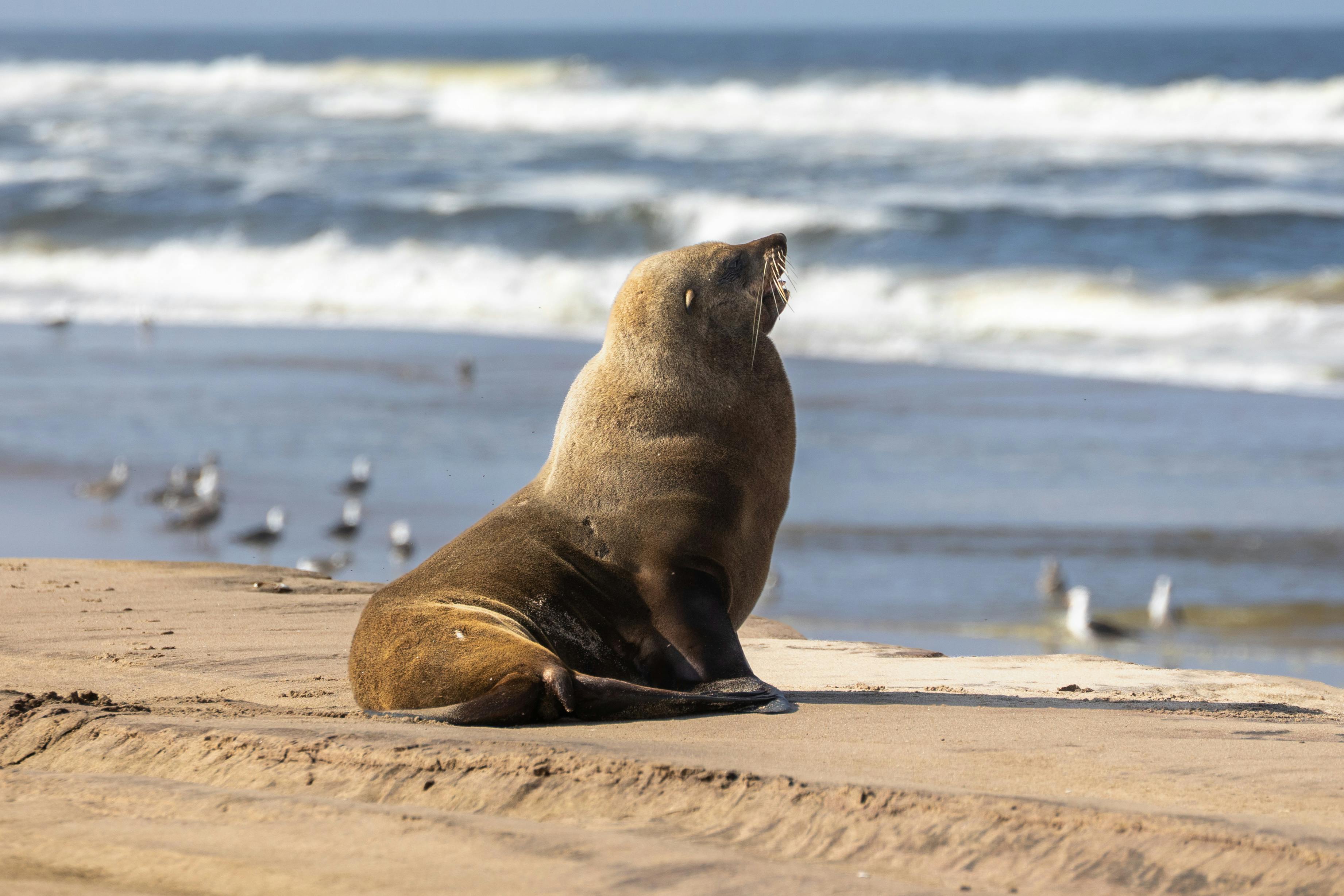 A Cape Fur seal sunbathing on a sandy beach with ocean waves in Namibia