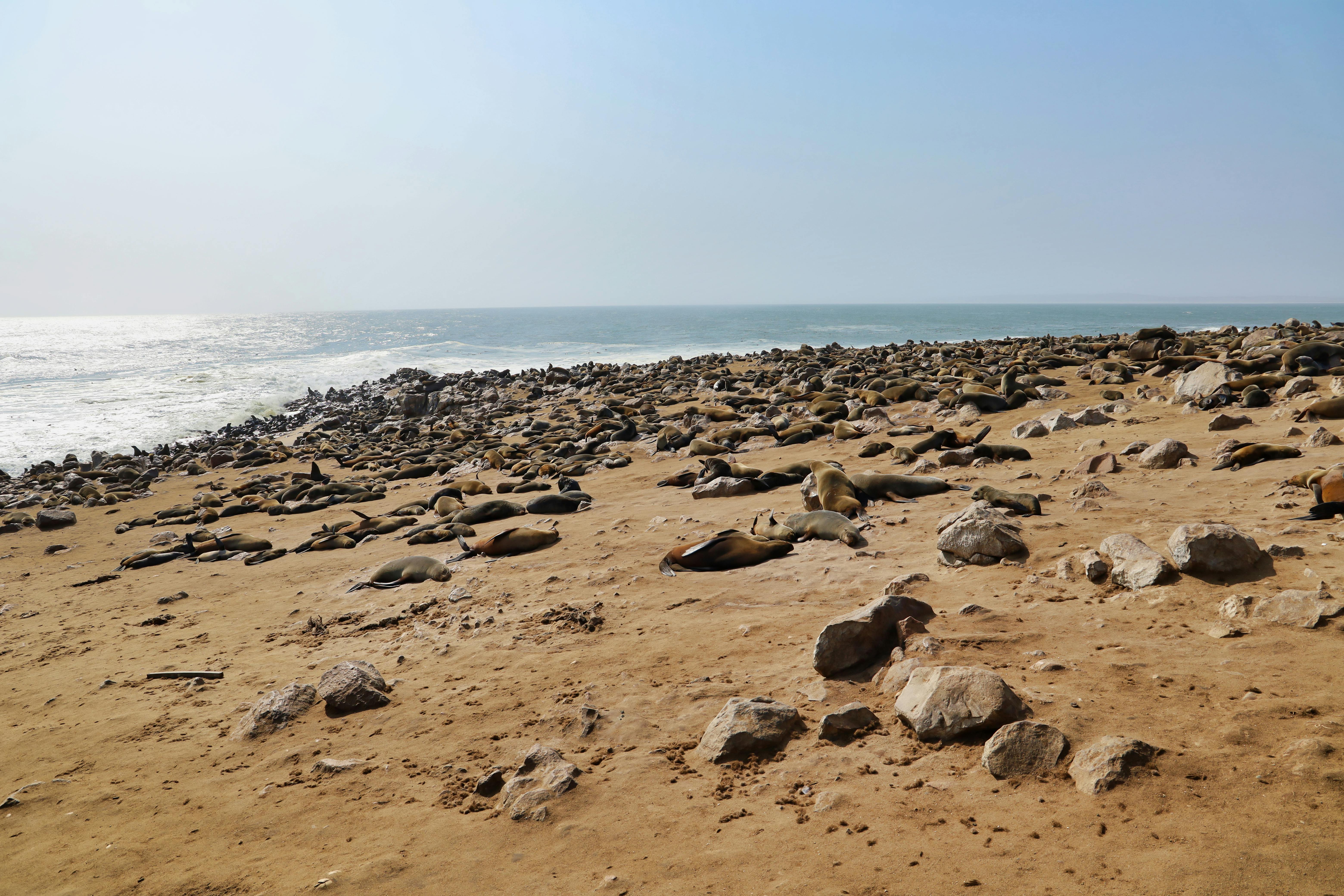 Hundreds of seals bask on a rocky beach under the clear sky by the ocean