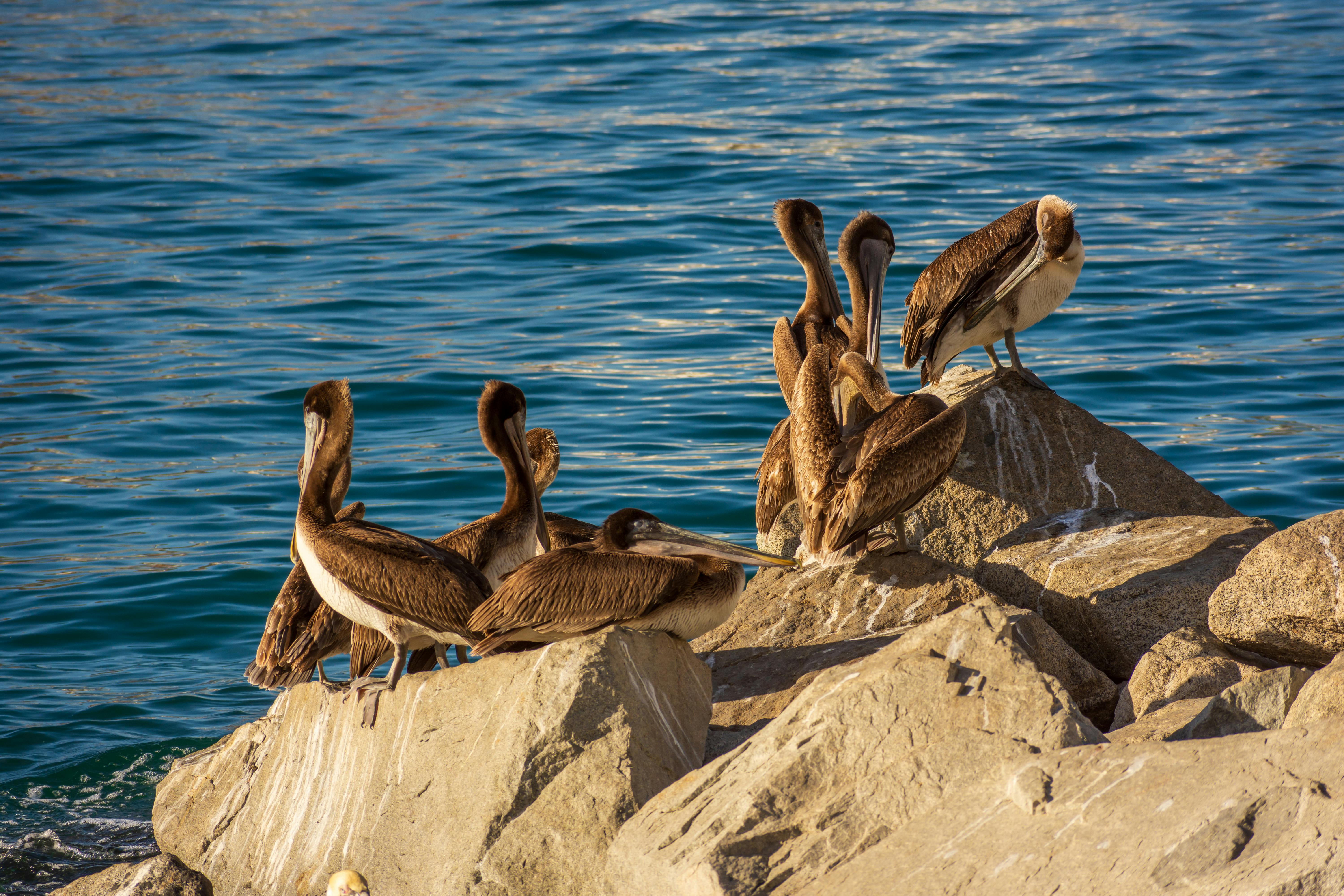 Several brown pelicans gather and perch on rocky shorelines with clear blue ocean waters