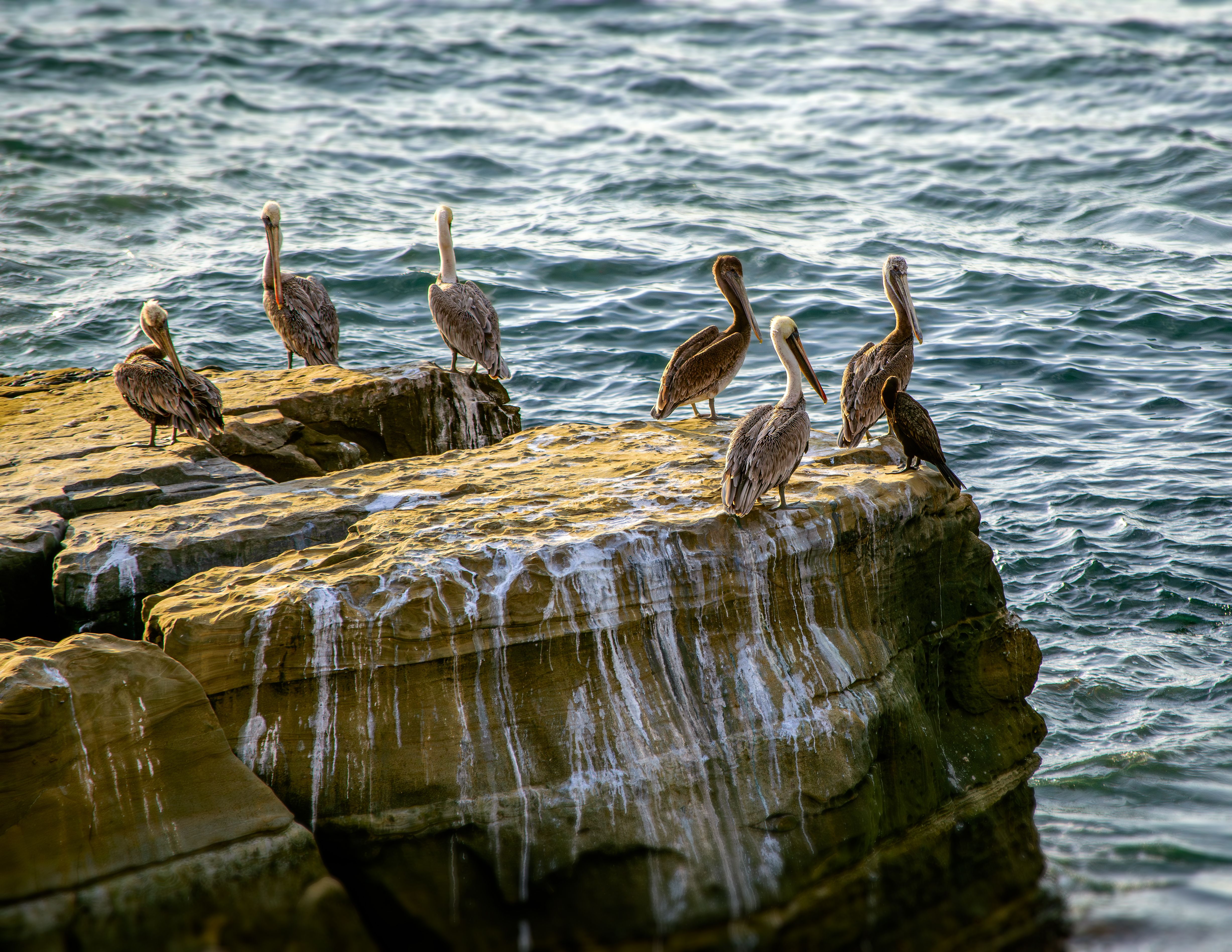 A flock of pelicans perched on sunlit coastal rocks with waves in the background