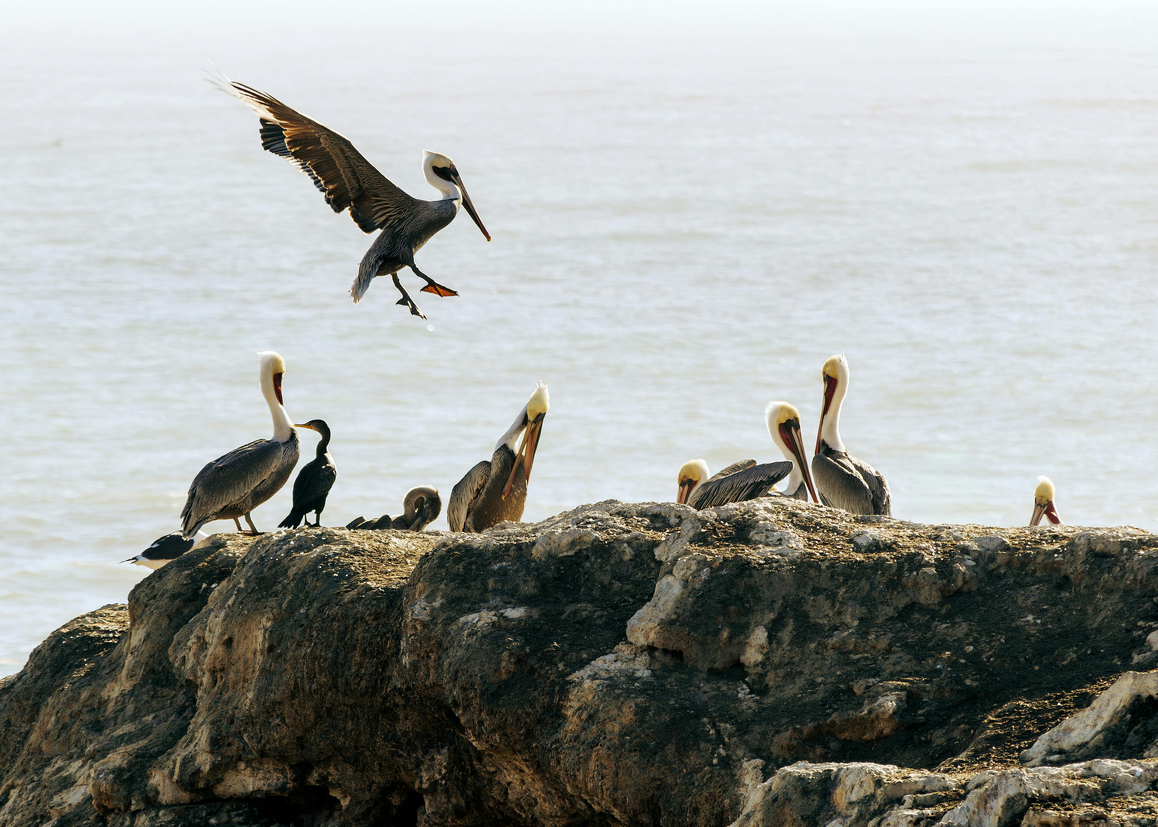 A group of pelicans and seabirds perched on rocky coastal outcrops with an ocean backdrop