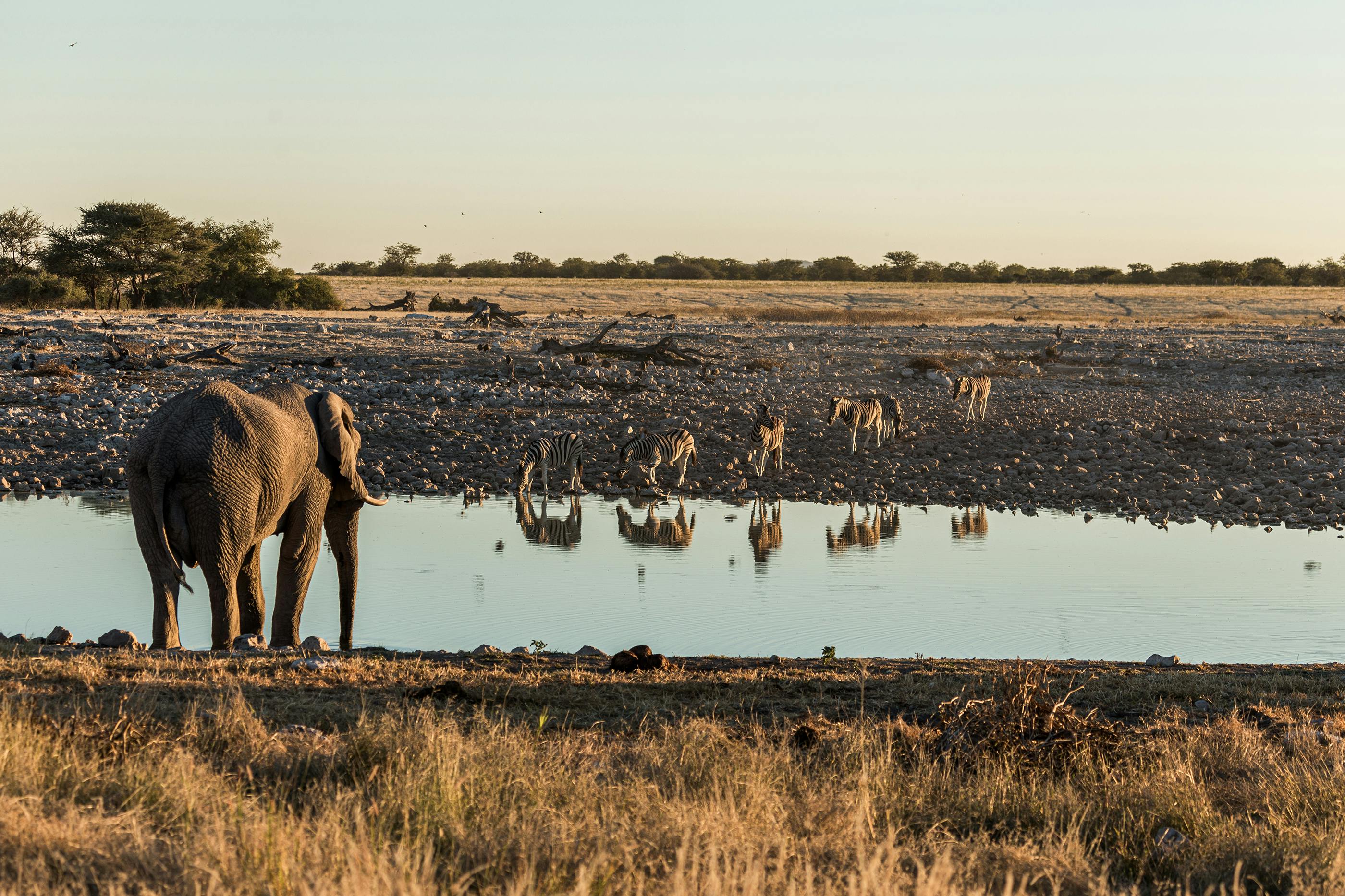 Majestic elephant and zebras at a serene African watering hole during sunset