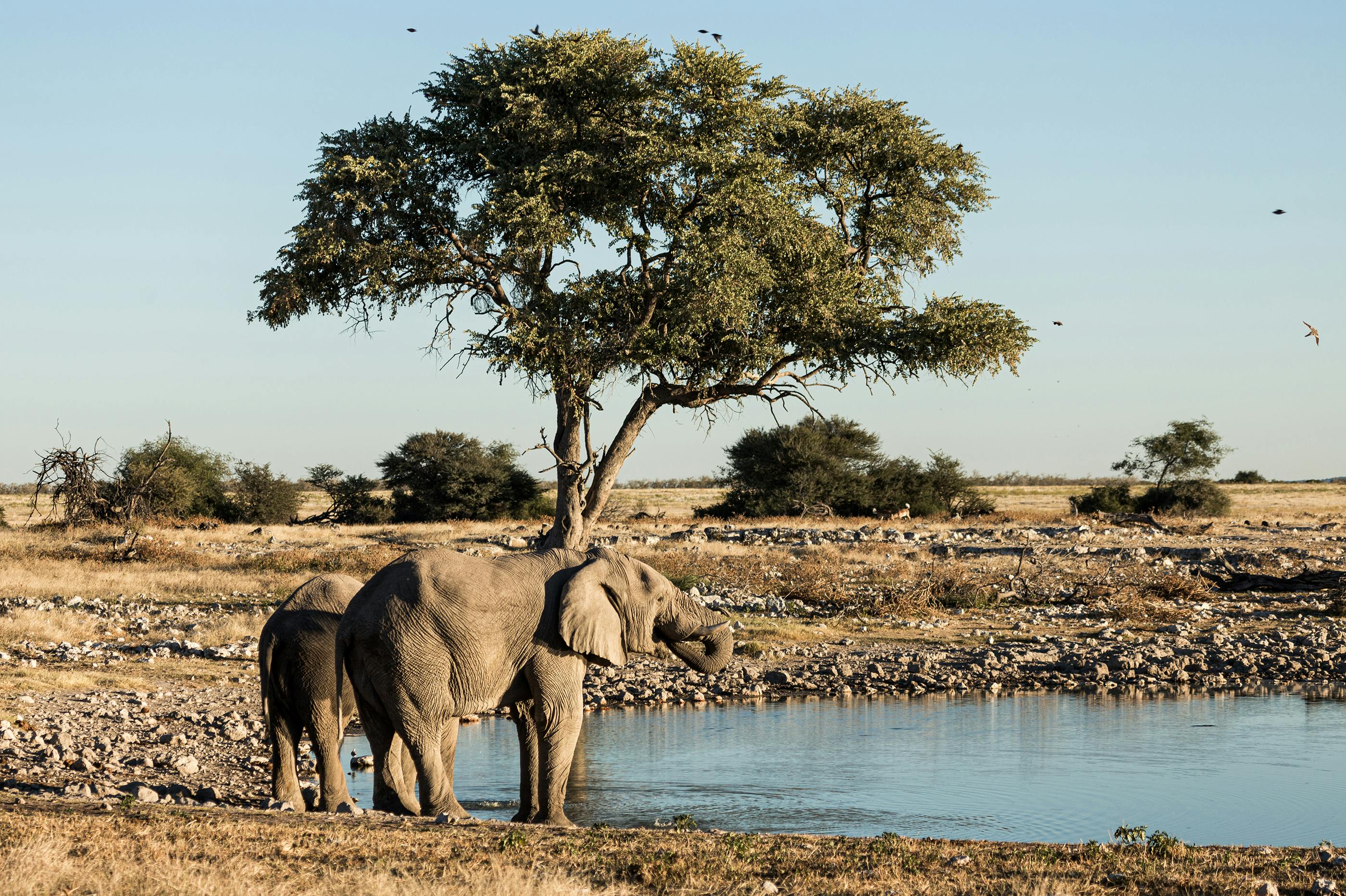 Two African elephants at a waterhole in Namibia savannah, under a tree