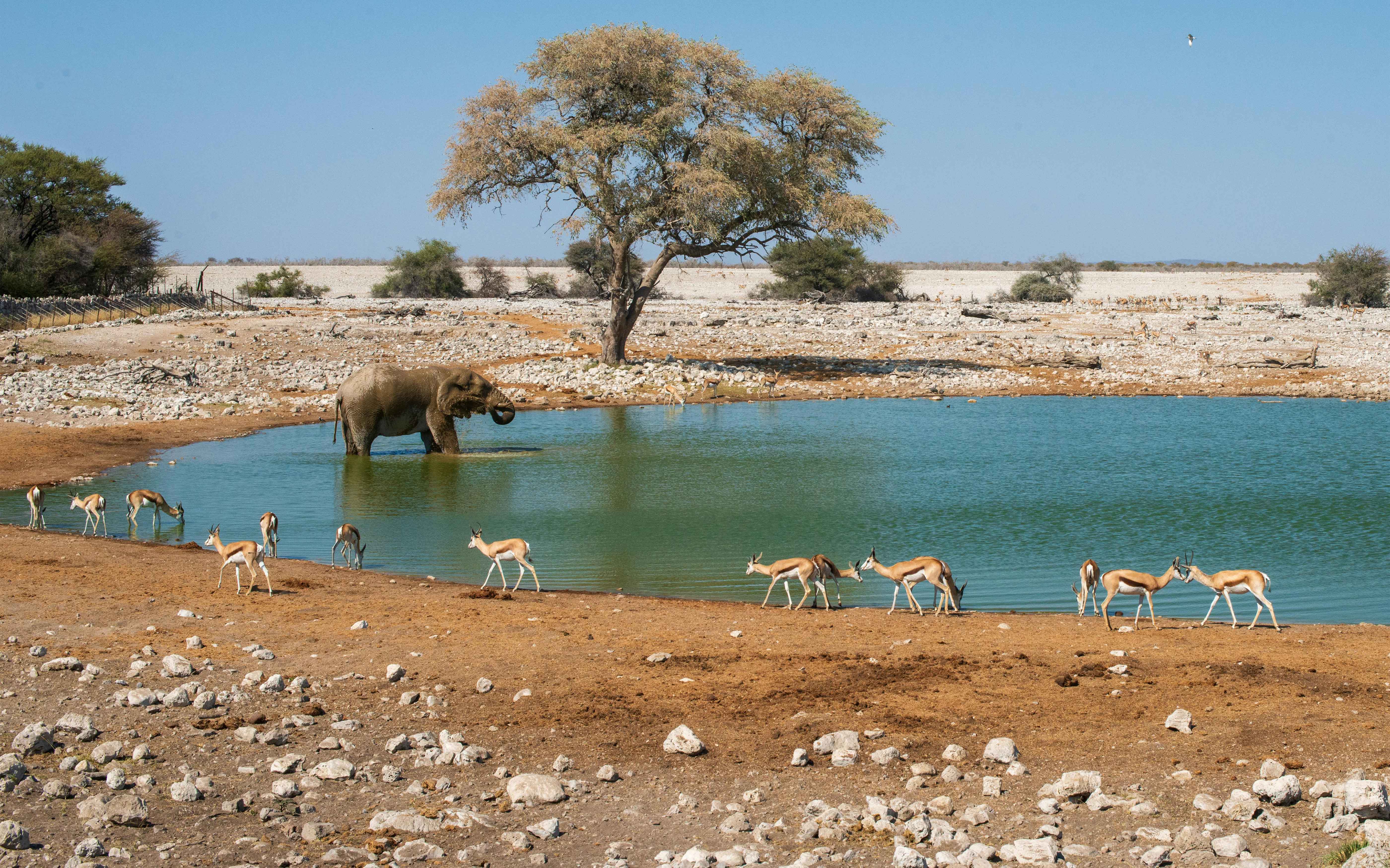 An elephant and springboks gather at a waterhole in Okaukuejo, Namibia Etosha National Park