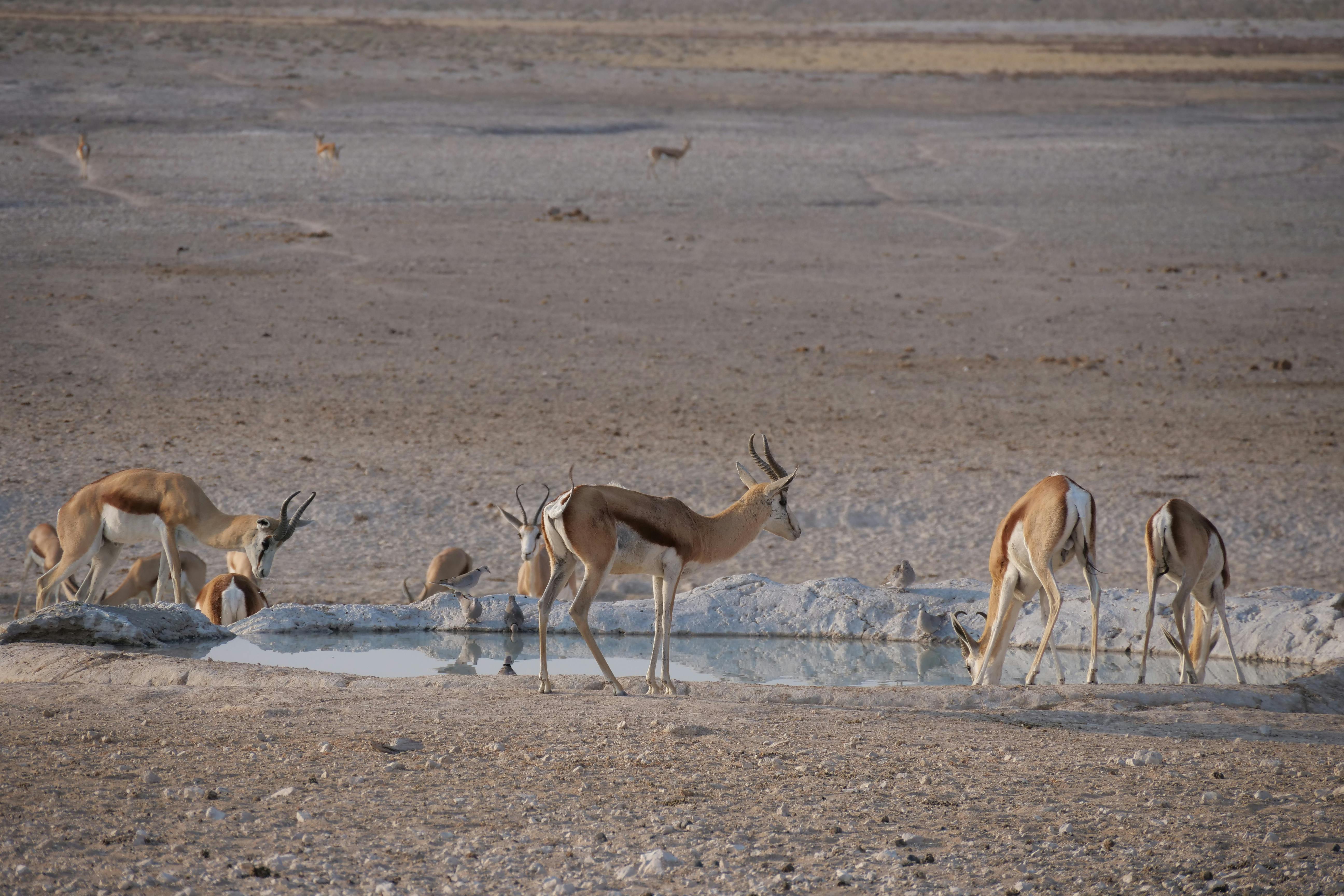 A group of springboks gather at a watering hole in a vast, arid environment
