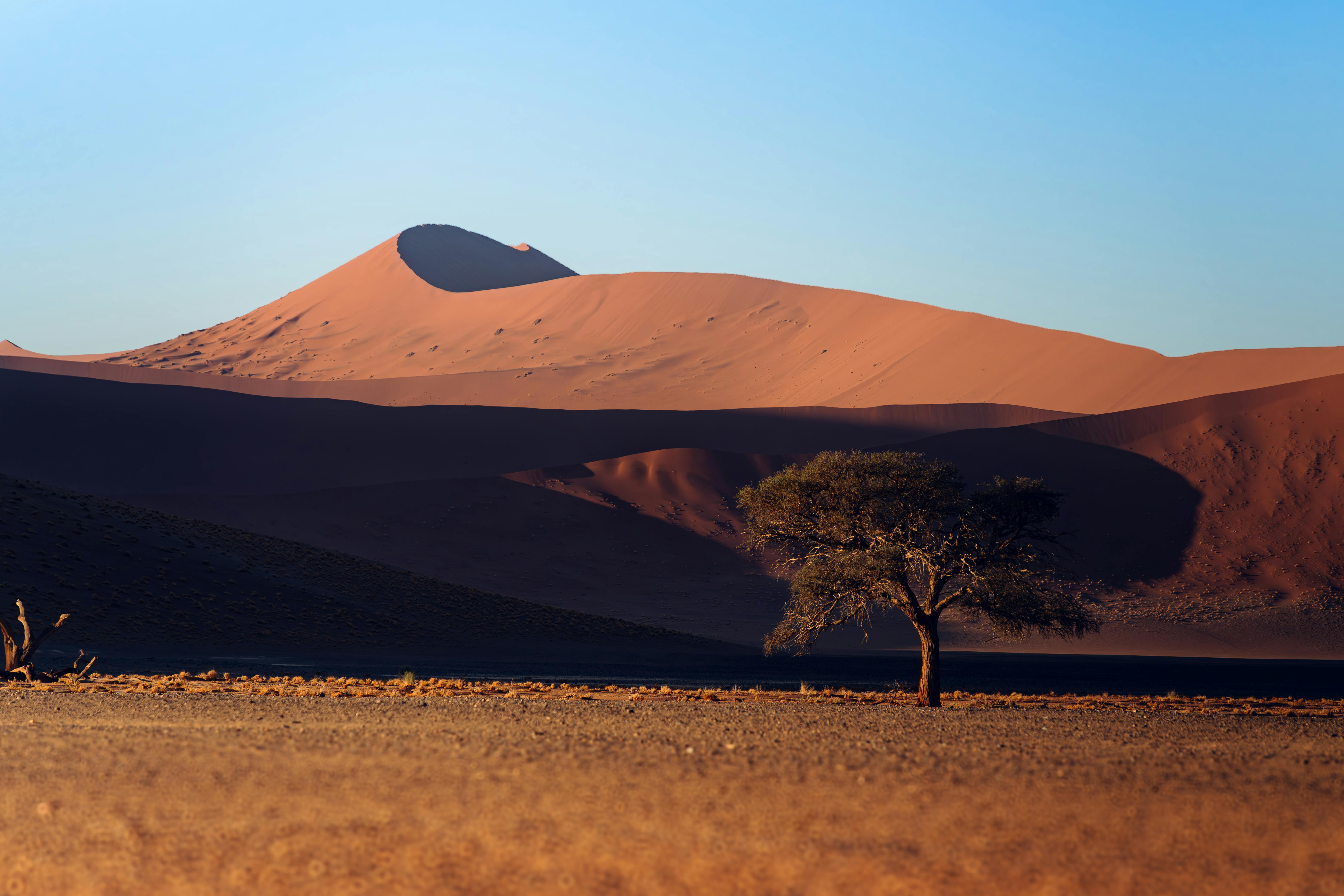 A solitary tree stands in the vast, arid landscape of the Namib Desert at sunrise