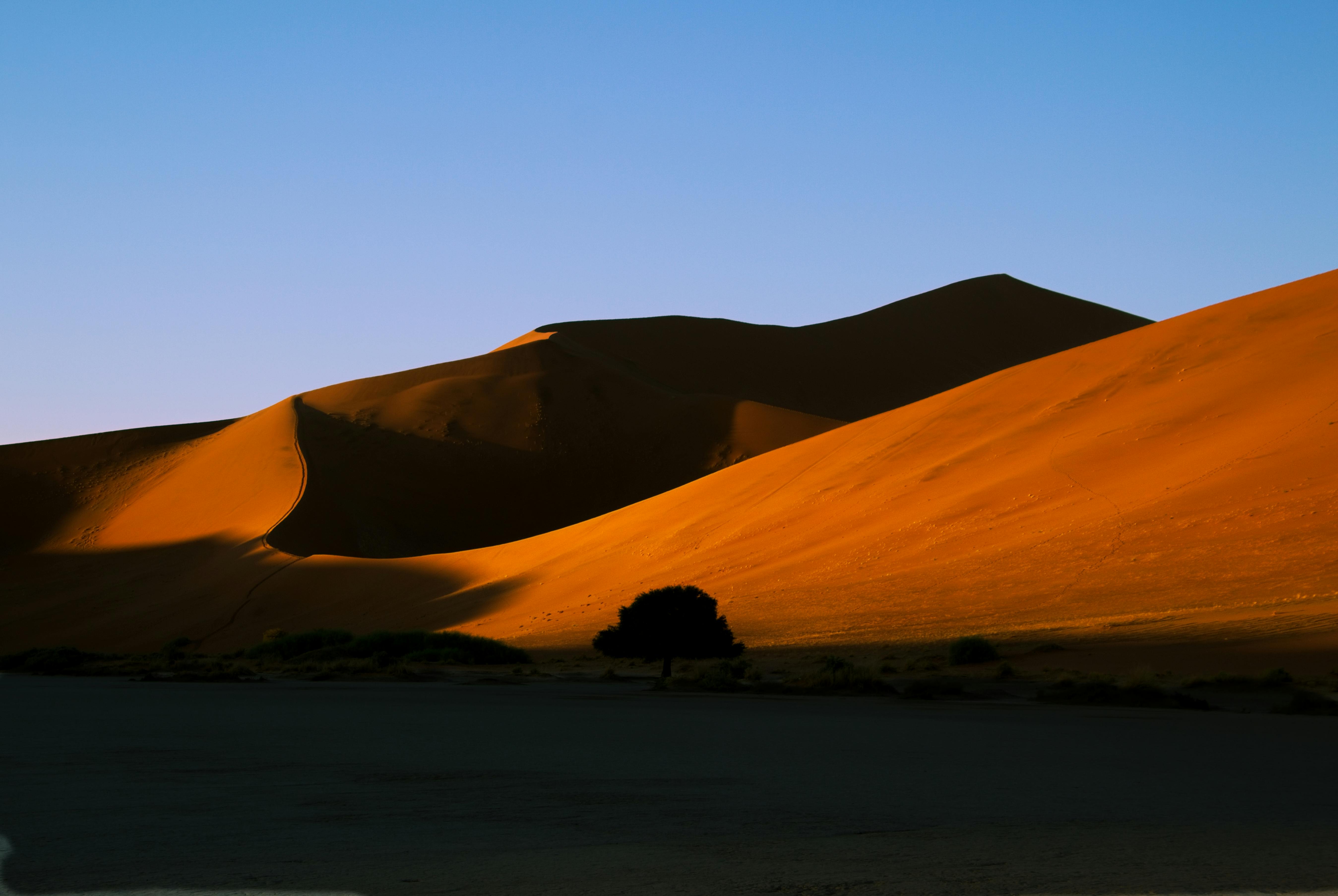 Silhouette of a tree against the sunlit sand dunes in the Namib Desert at sunrise
