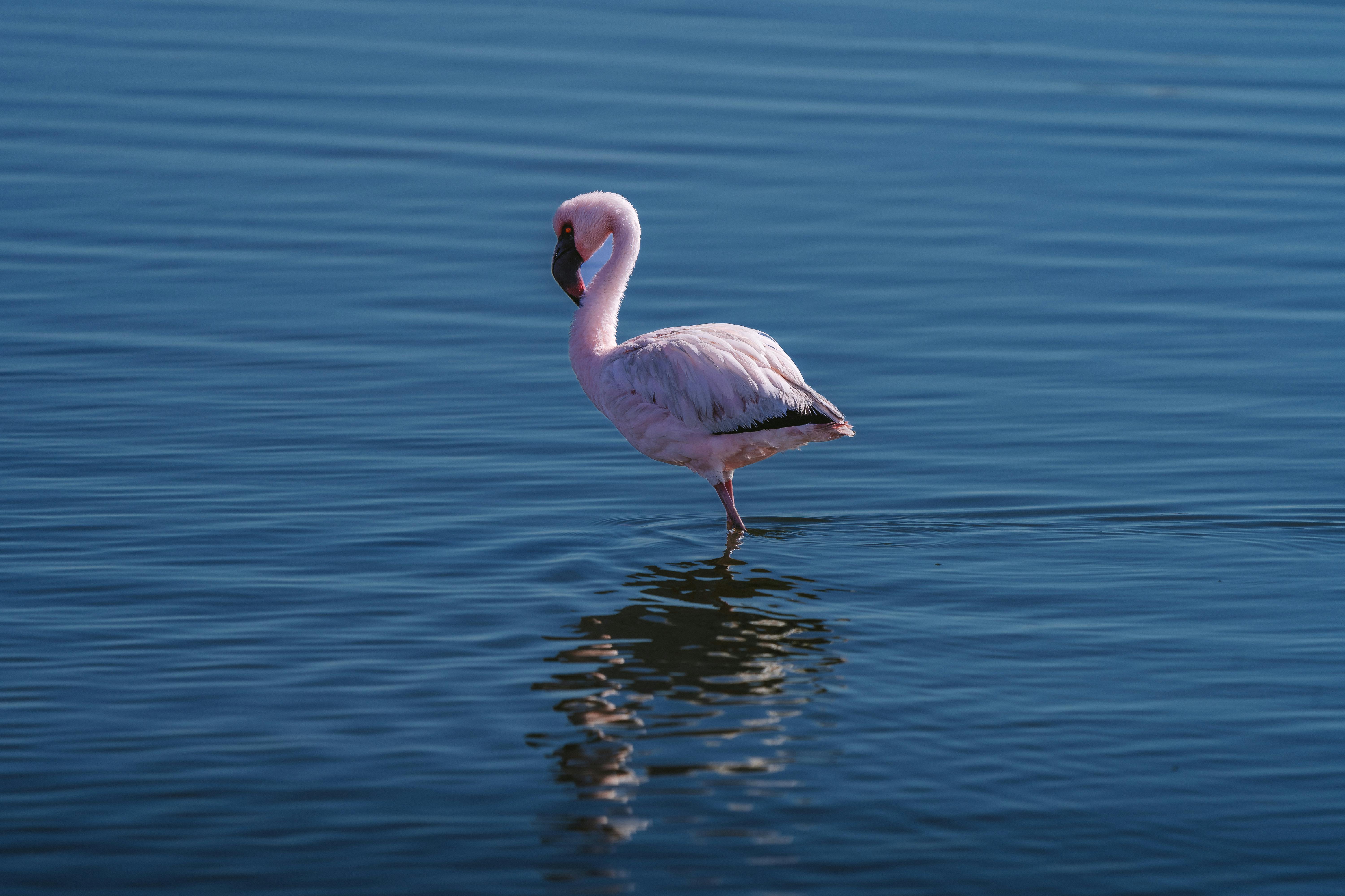 Pink flamingo gracefully wading in the tranquil waters of Walfischbucht, Namibia