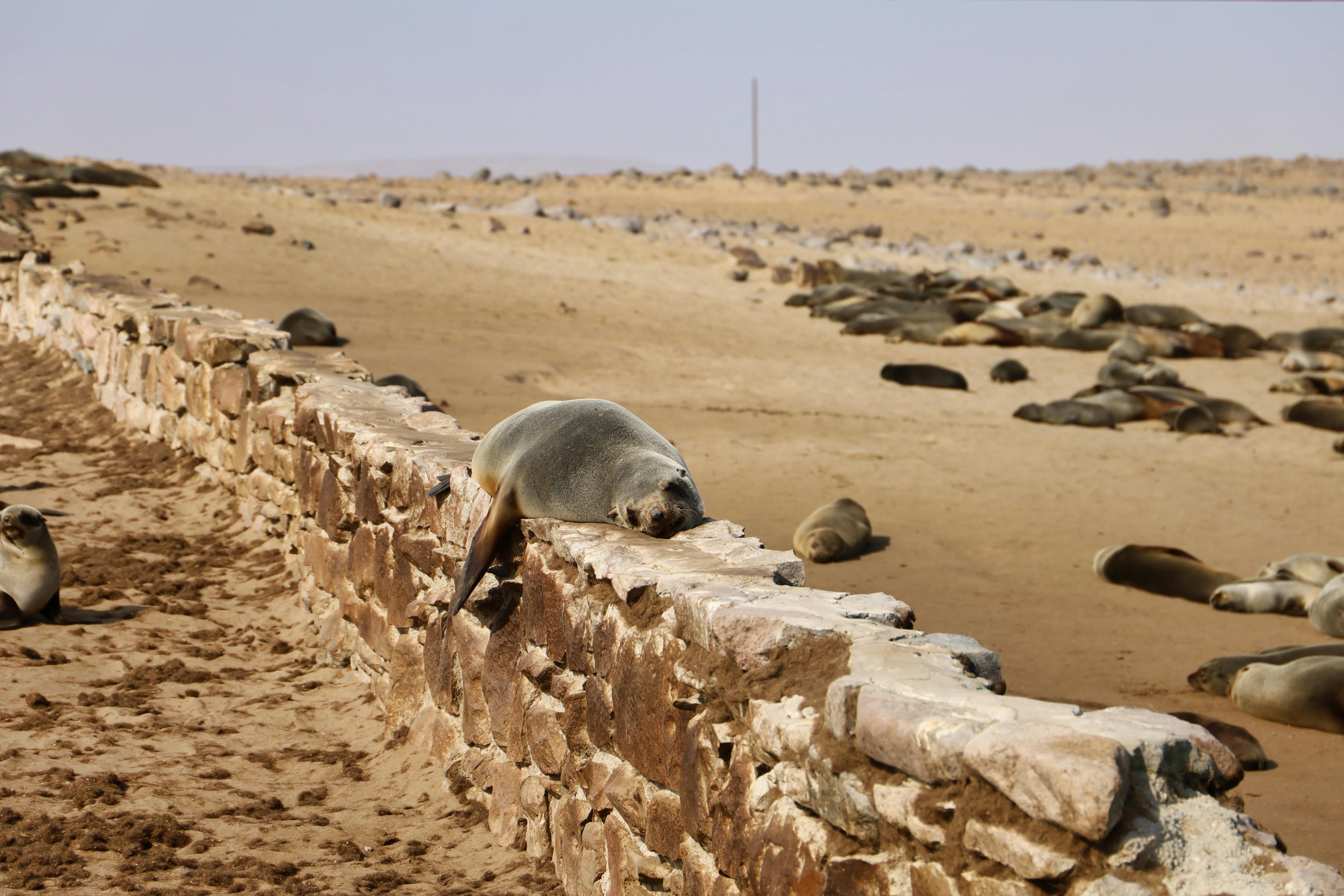 A serene scene of Cape fur seals lounging on a sandy, rocky beach in Namibia