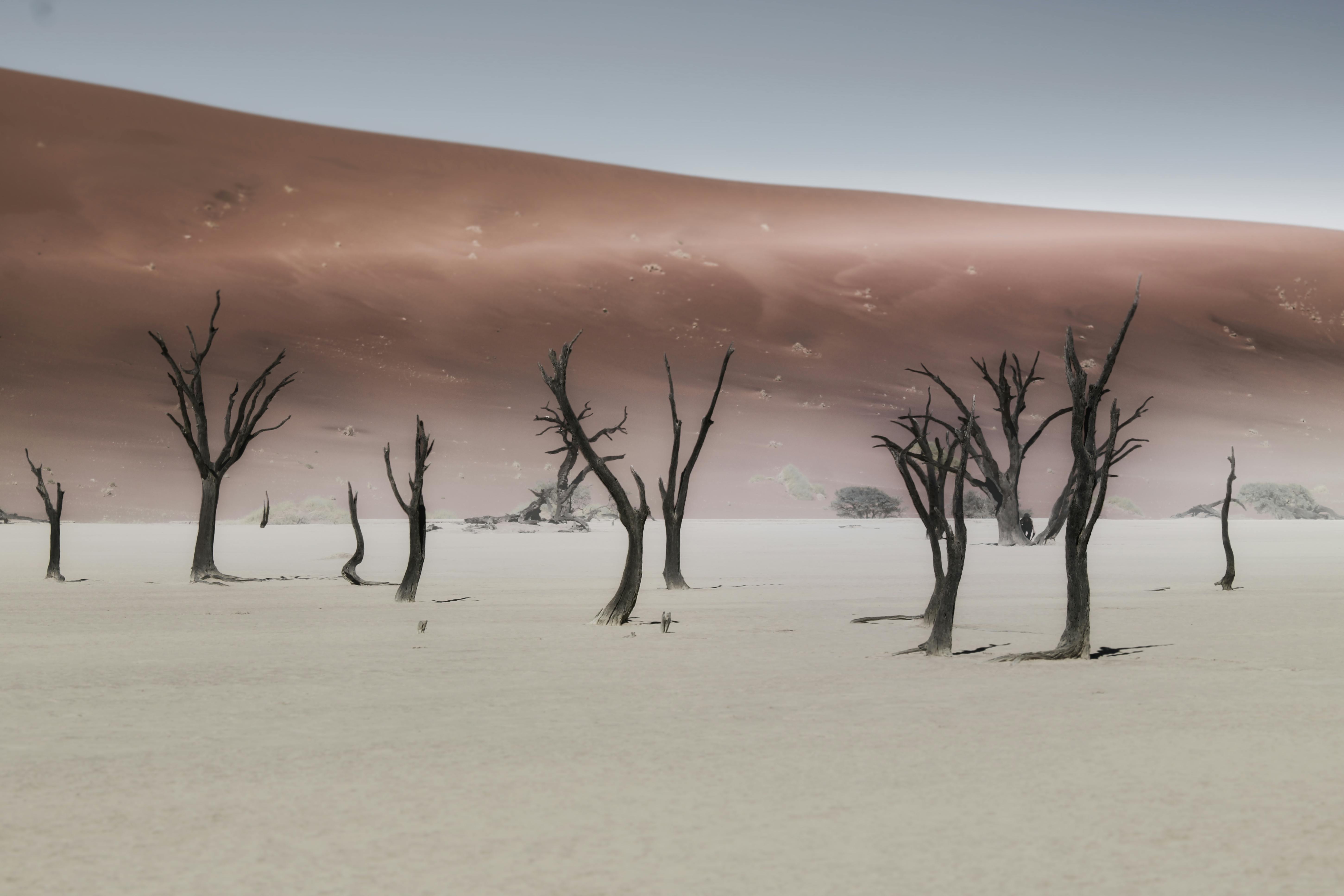 Stark landscape of Deadvlei with dead trees against sand dunes in Namib Desert