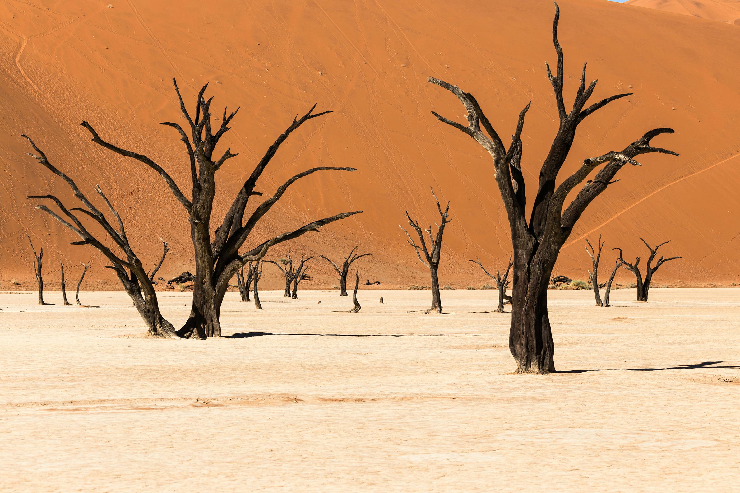 Captivating arid landscape of Deadvlei with bare trees against sand dunes in Namibia Namib-Naukluft Park