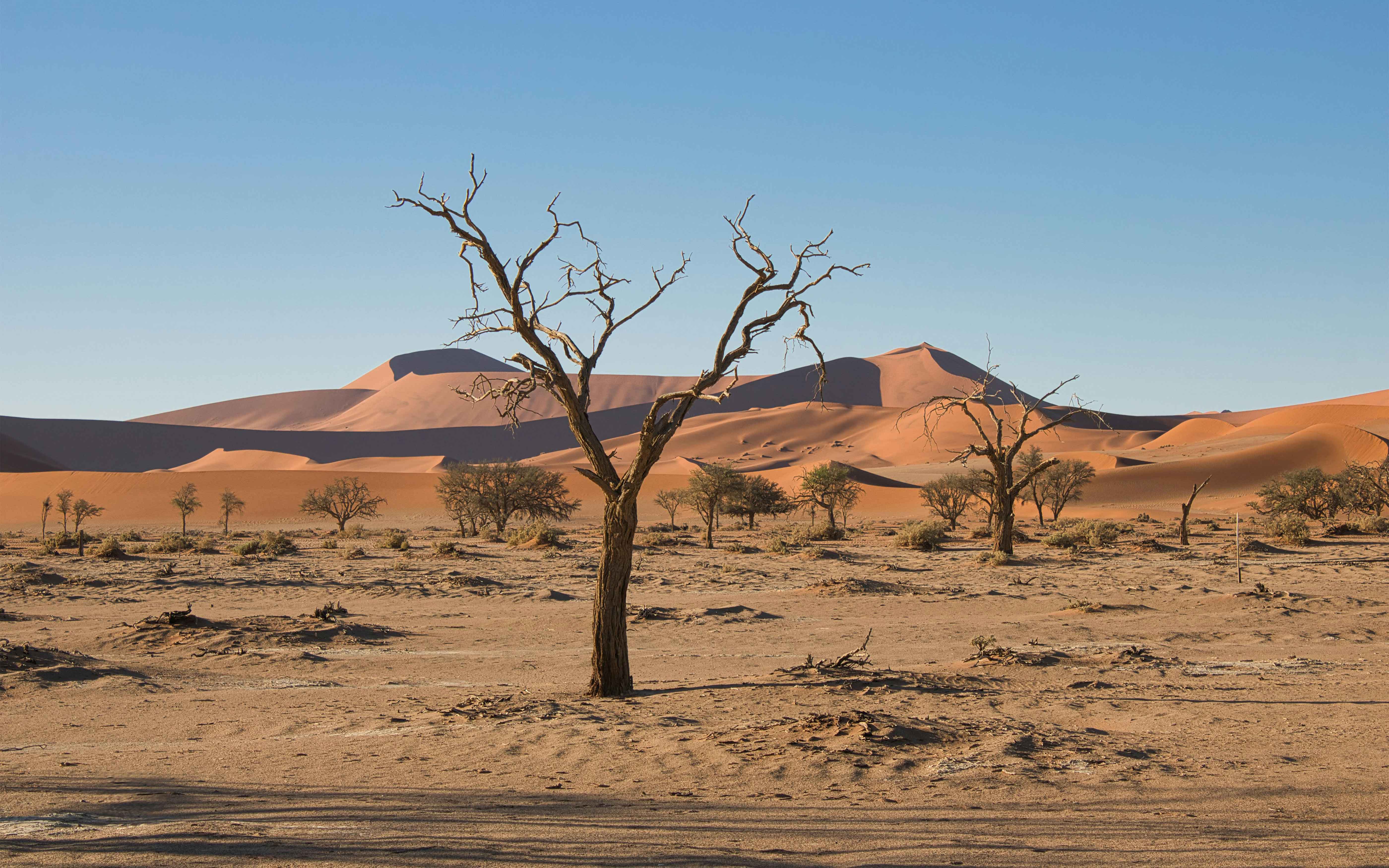 A stunning view of Sossusvlei iconic dunes and a lone tree in Namibia desert