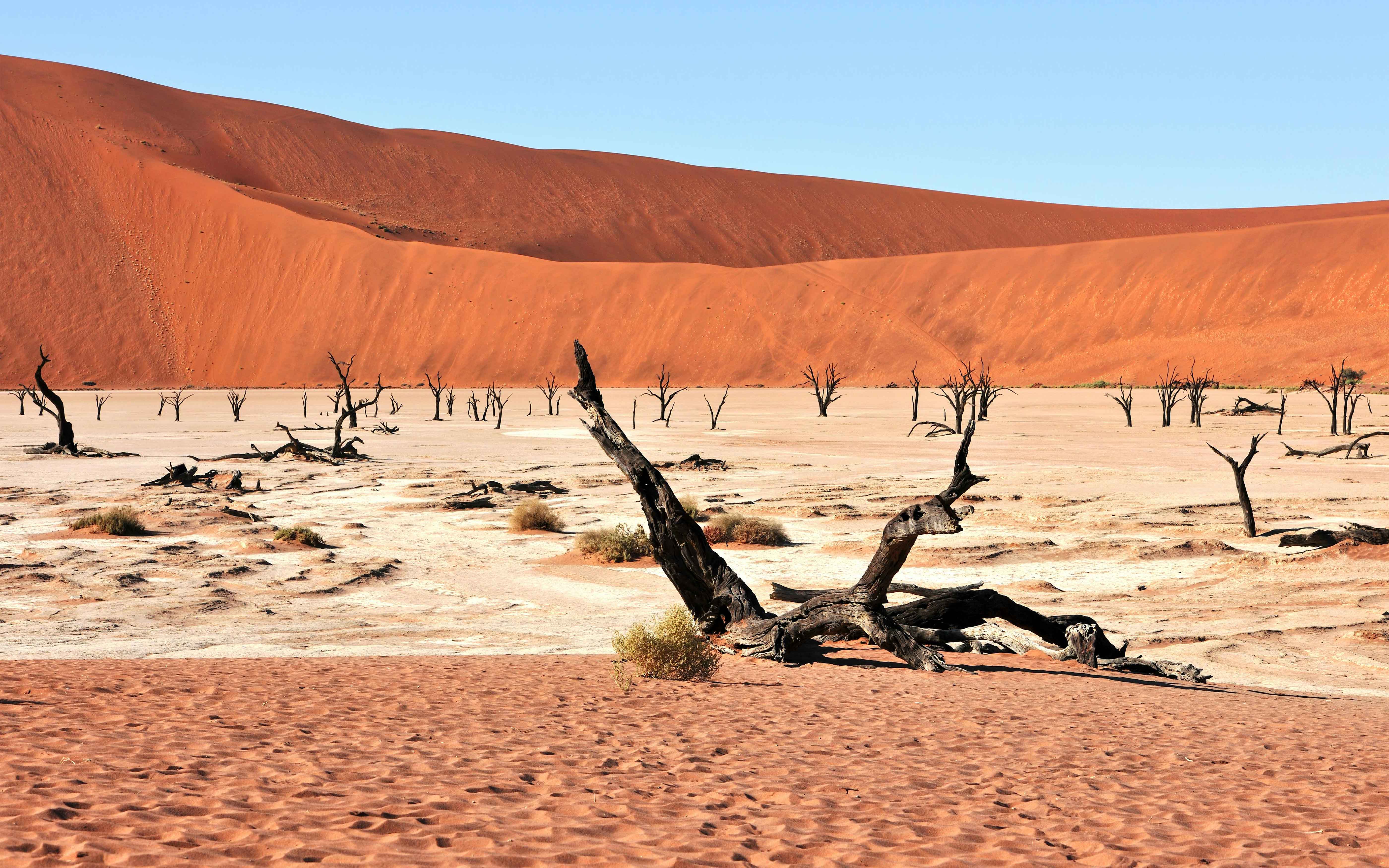 Windswept dunes and stark dead trees create a stunning landscape in Sossusvlei, Namibia