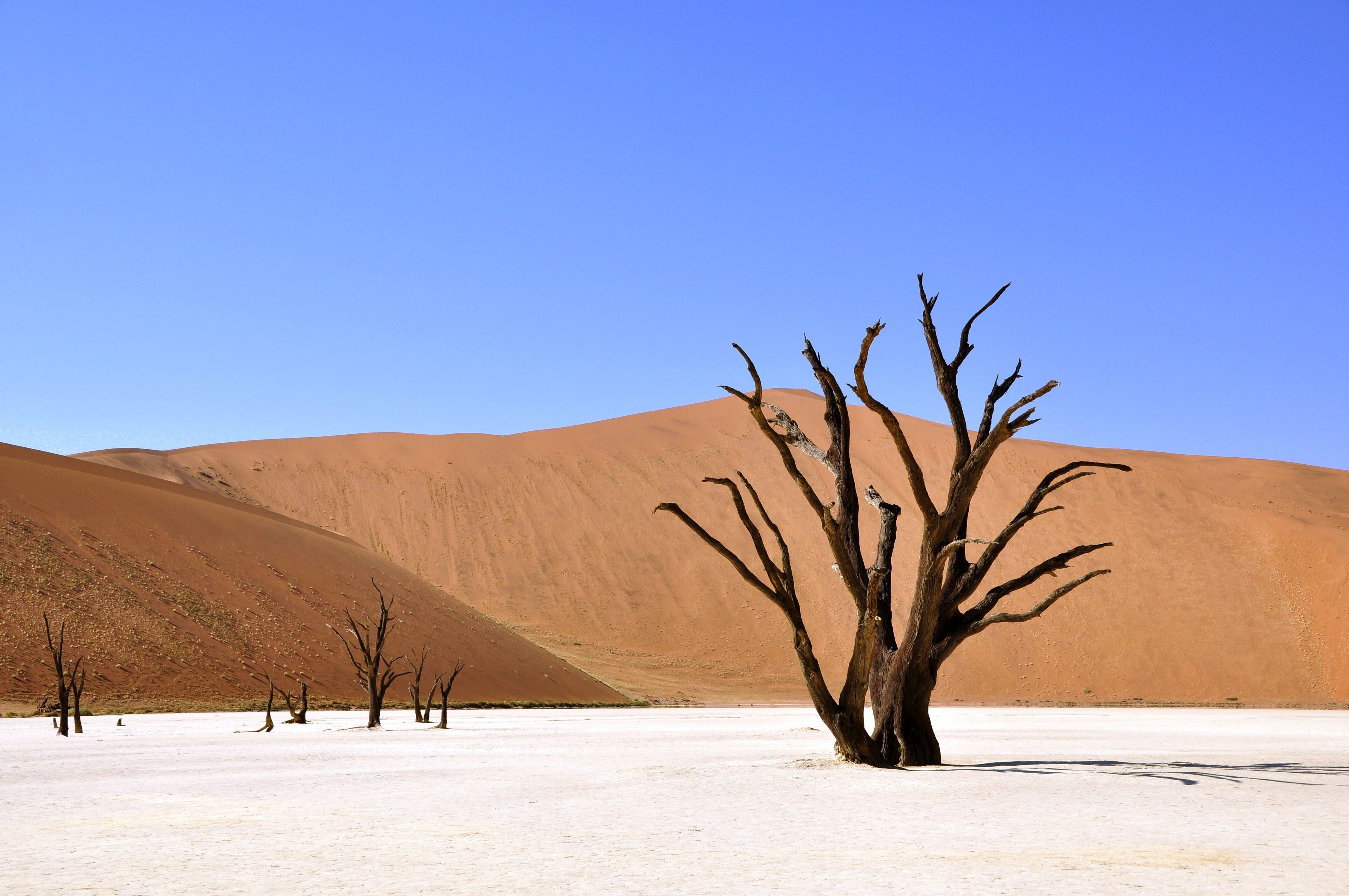 A breathtaking view of Deadvlei desert featuring iconic dead trees against dunes and blue sky