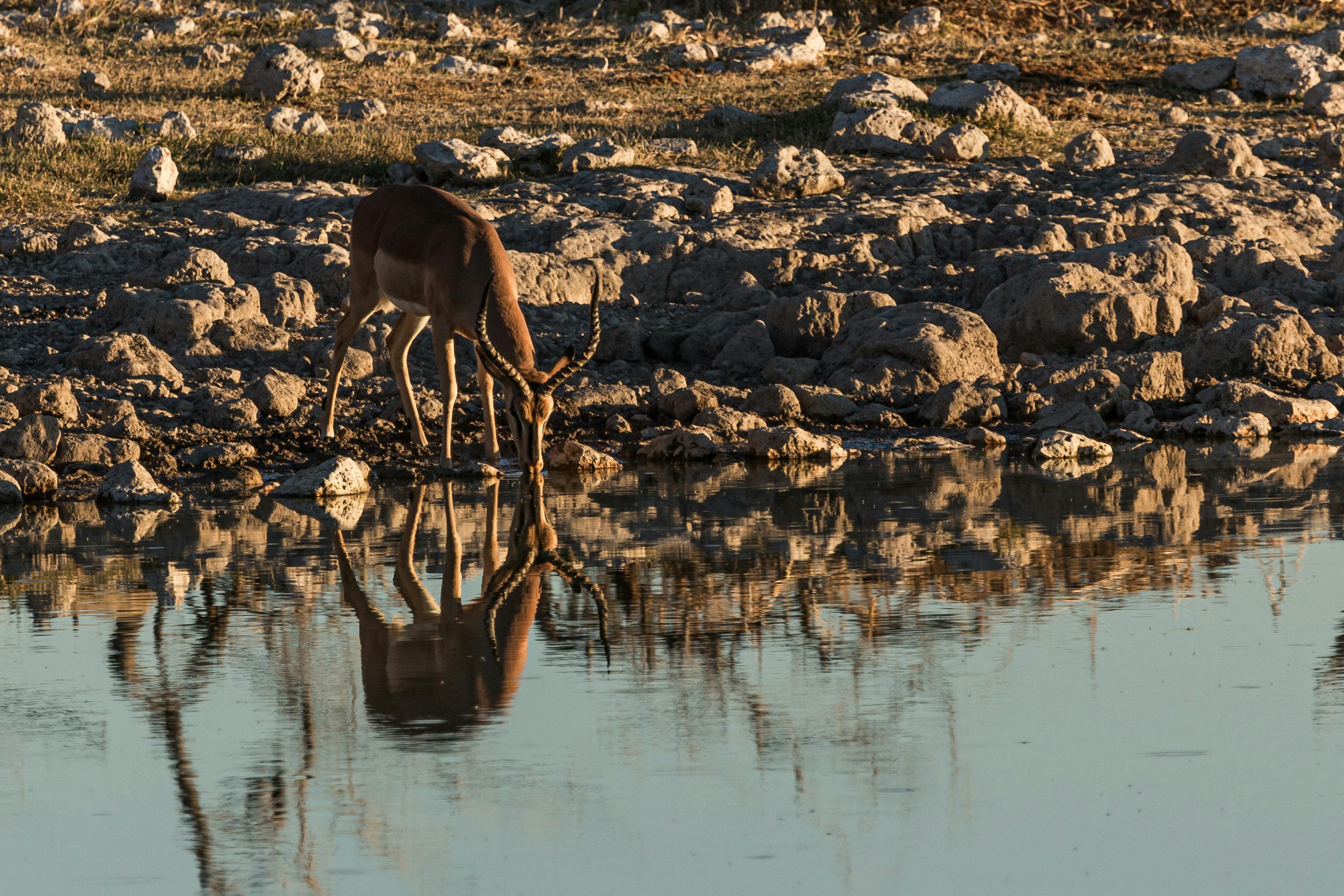 Graceful impala drinking peacefully at a waterhole in Namibia savannah
