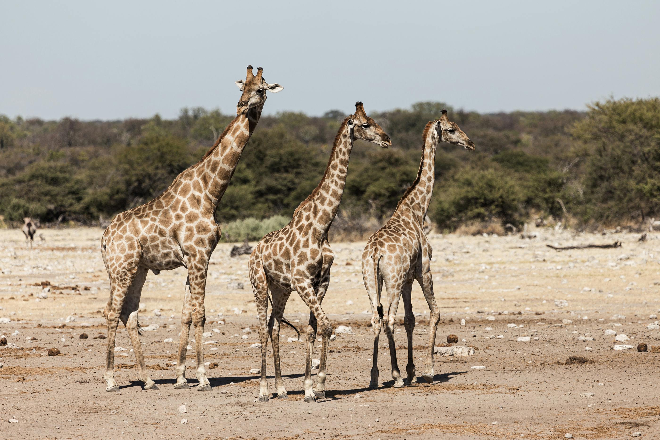 Three giraffes roaming the sunlit savanna in Namibia