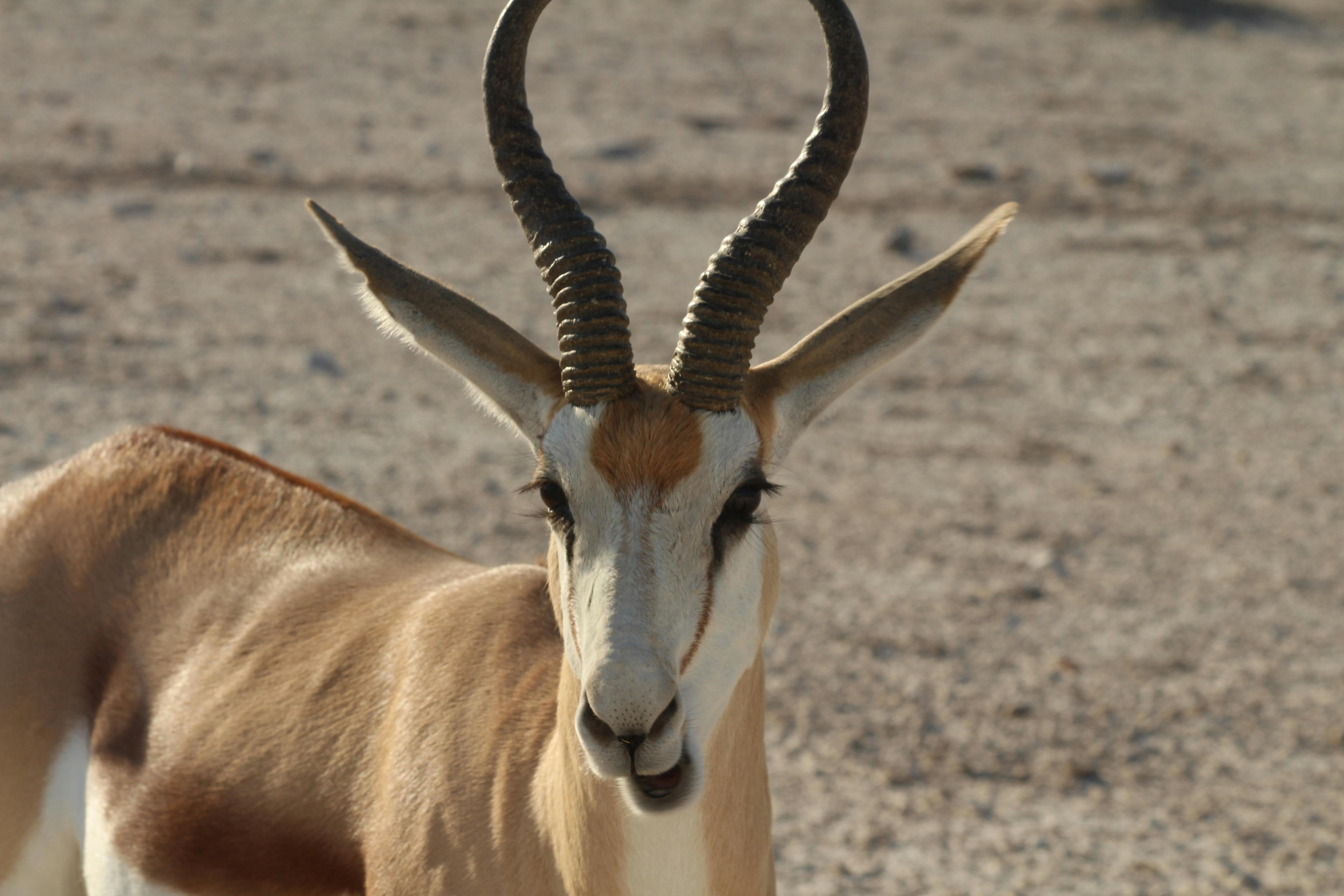 Detailed close-up of a springbok antelope in its natural habitat
