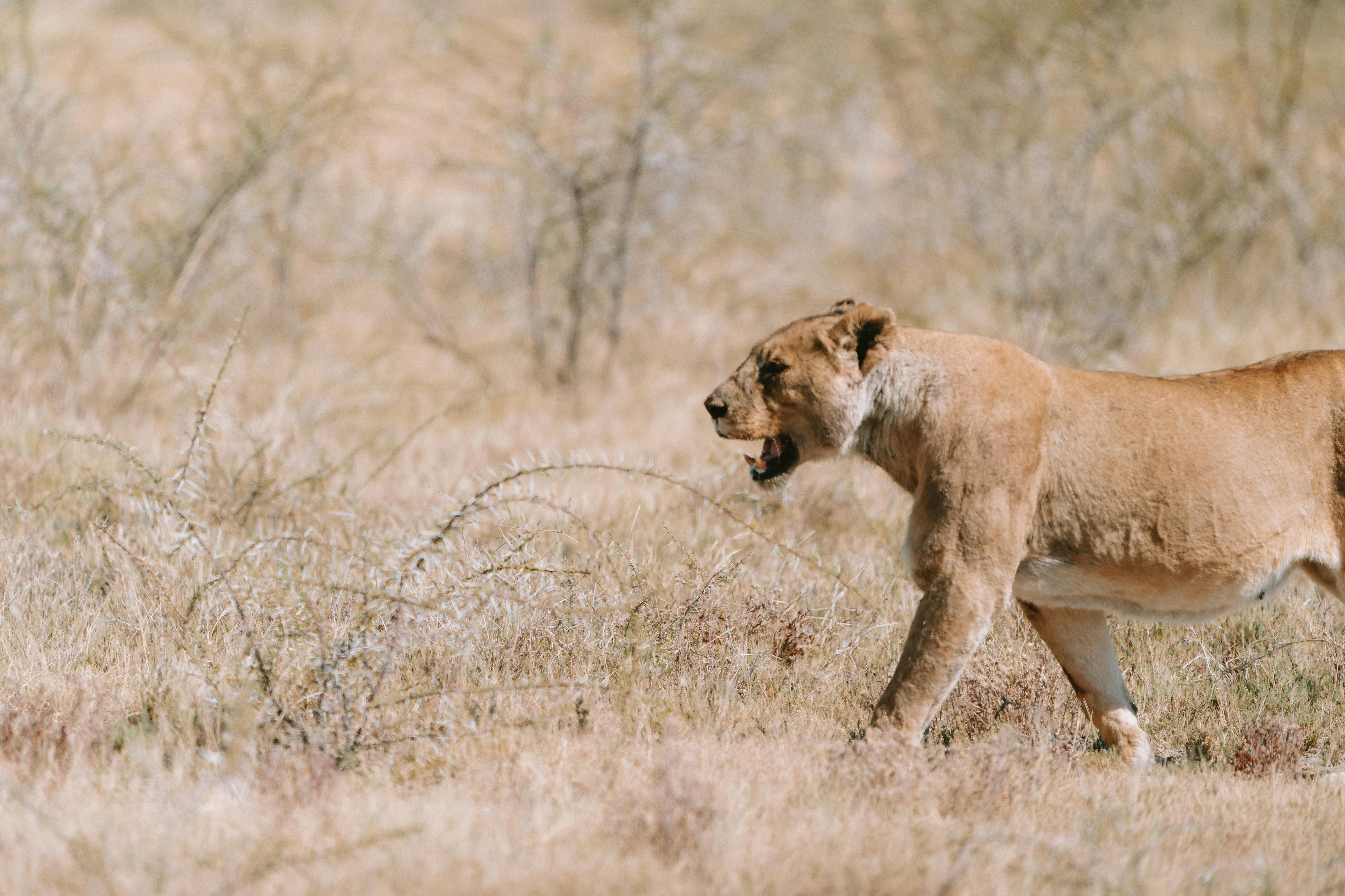 Lioness walking through the dry grasslands of Halali in Namibia