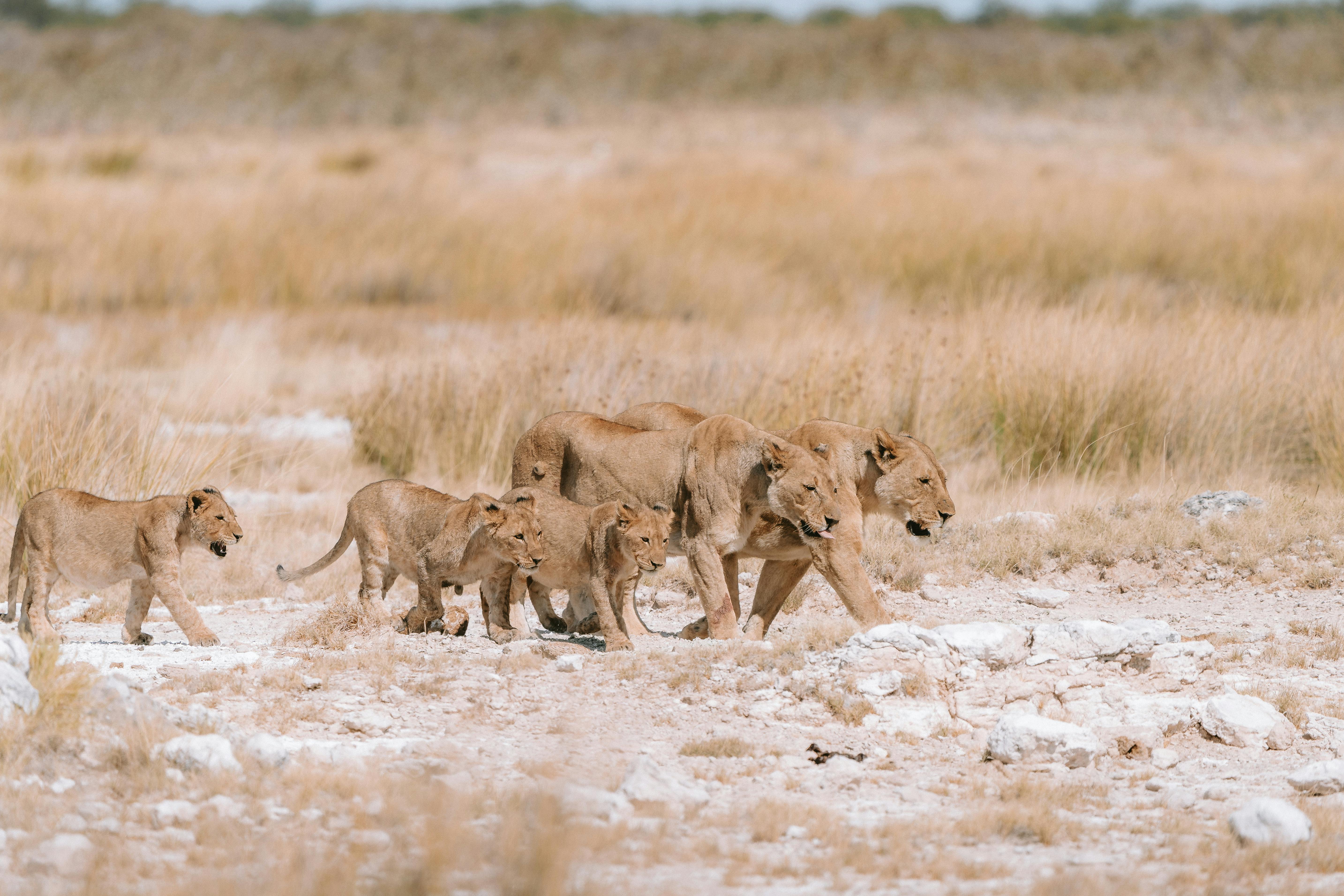 Pride of lions walking through the dry grasslands of Namibia