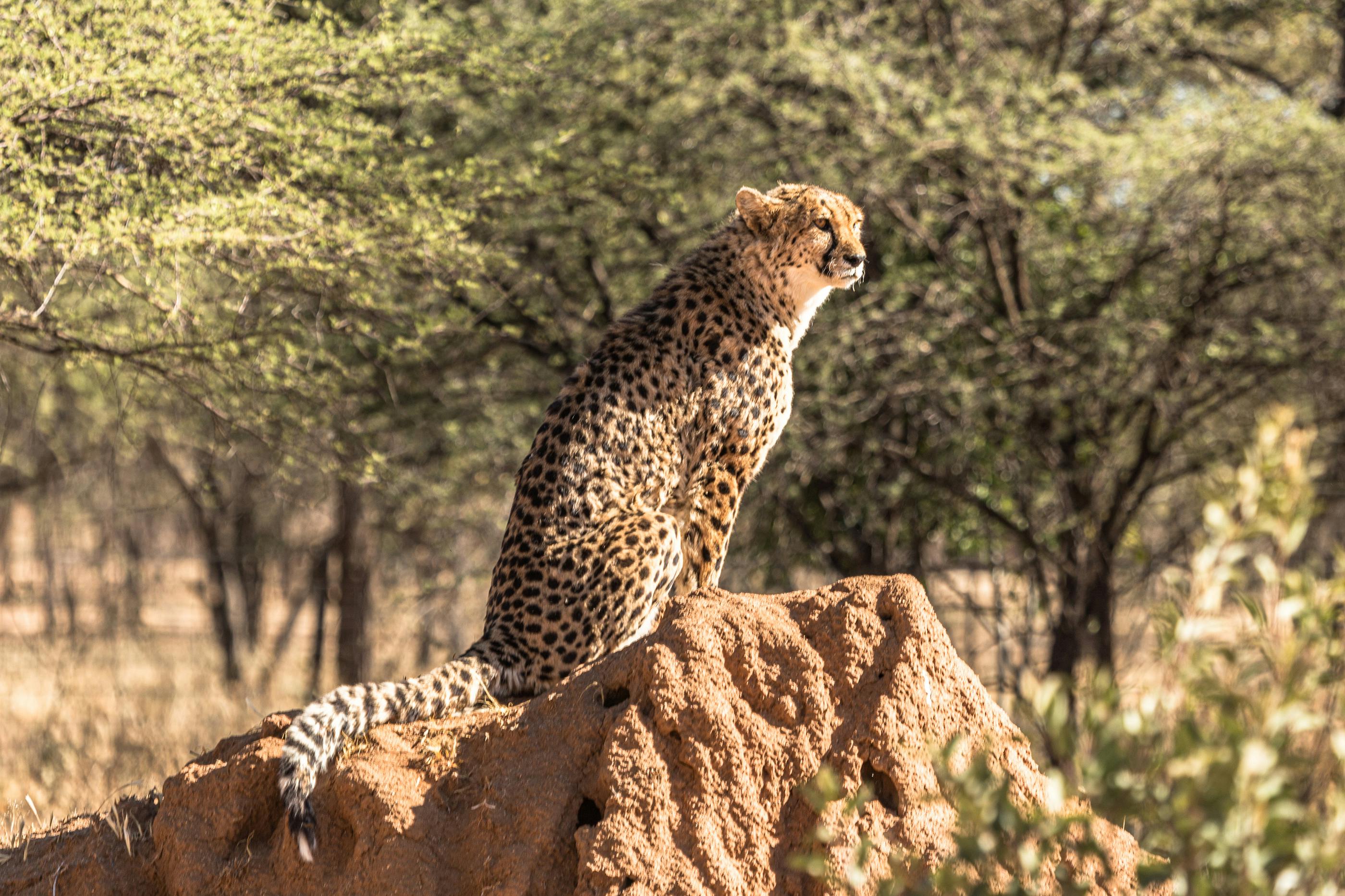 A cheetah gracefully sits on a rock, capturing the essence of African wildlife in the savanna