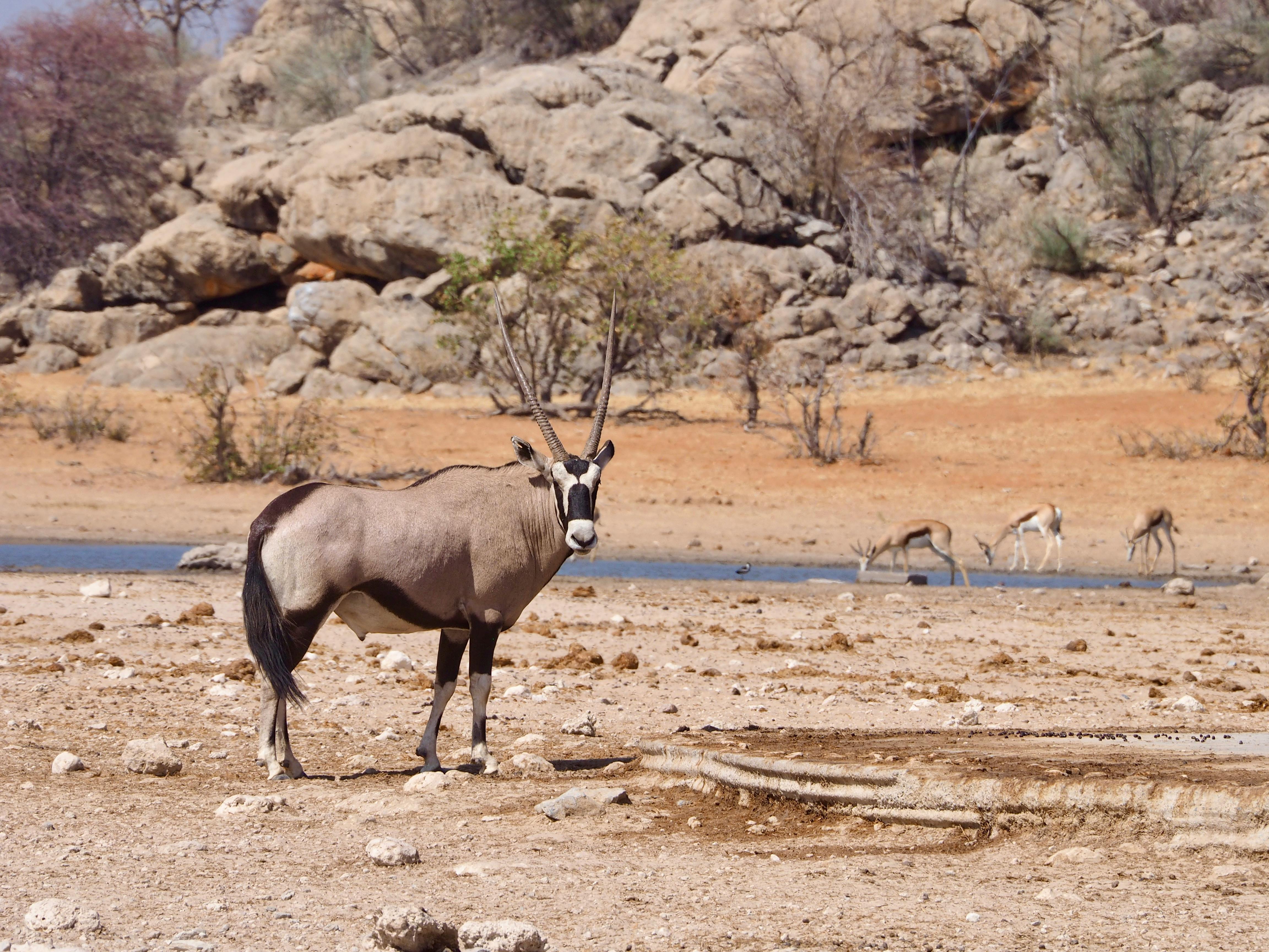 A regal oryx stands in a dry, rocky habitat, surrounded by sparse vegetation and distant wildlife